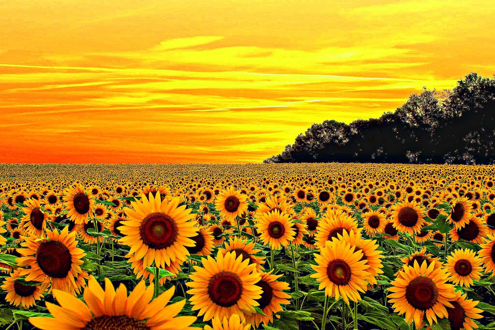 Impresionante imagen estética amarilla de flores floreciendo durante la hora dorada Fondos de pantalla