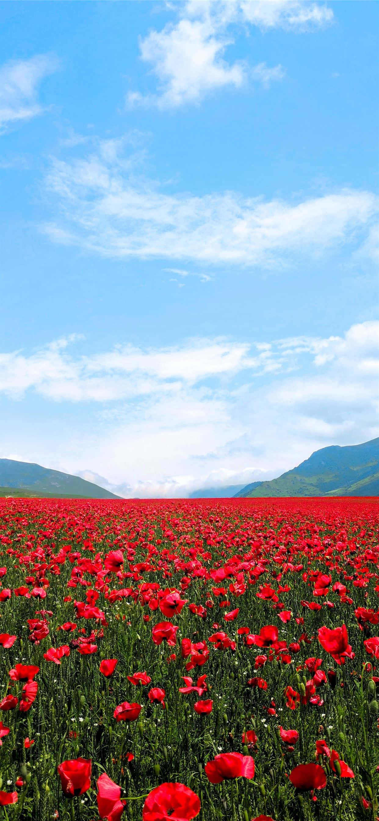 Impresionantes flores rojas en flor Fondos de pantalla
