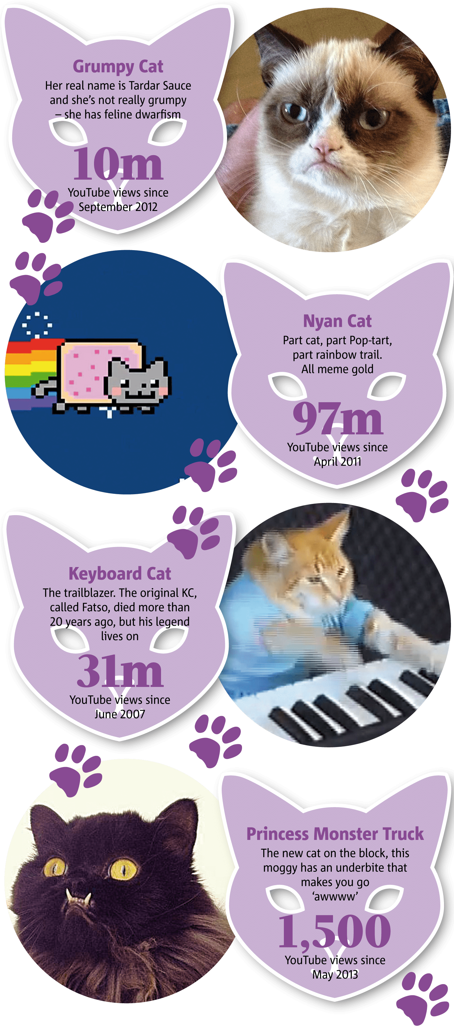 Infografía de Gatos Famosos de Internet Fondos de pantalla