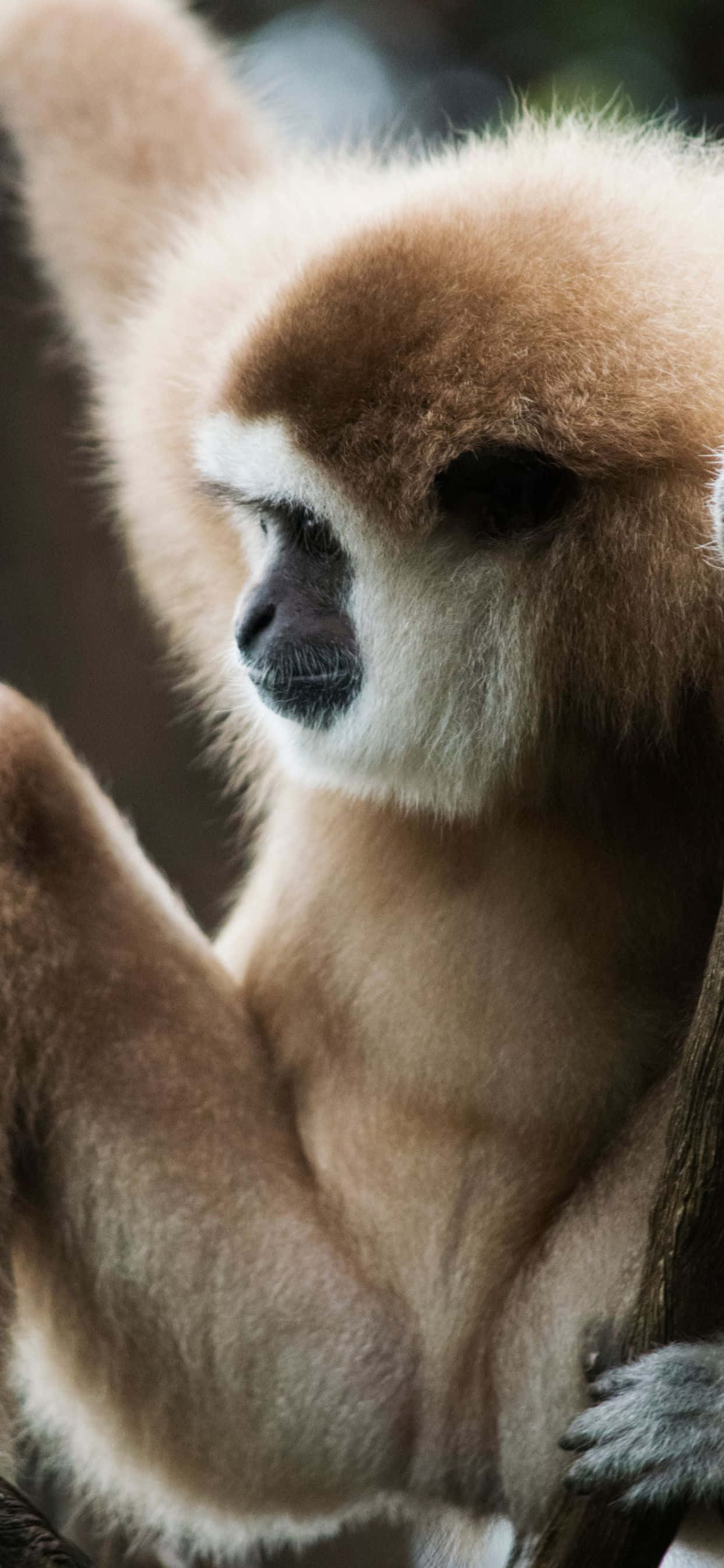 Inspírate con el iPhone Xs Max Gibbon Fondos de pantalla