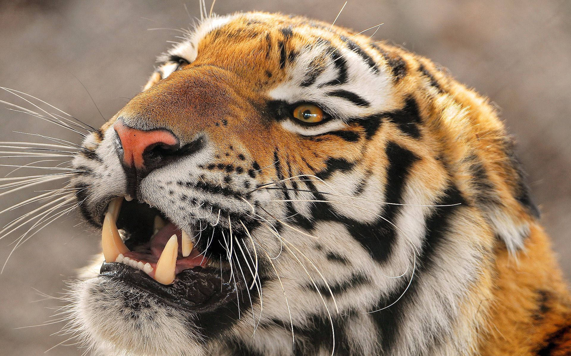 Fondo de pantalla de un tigre enojado sobre fondo borroso.