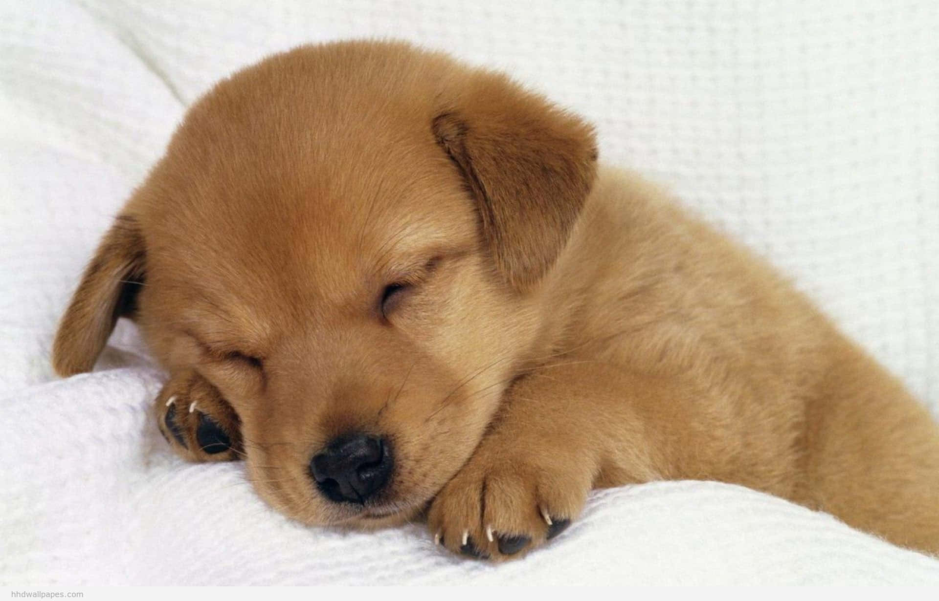 Intrigado por su propio reflejo, este lindo cachorro se queda fascinado Fondos de pantalla