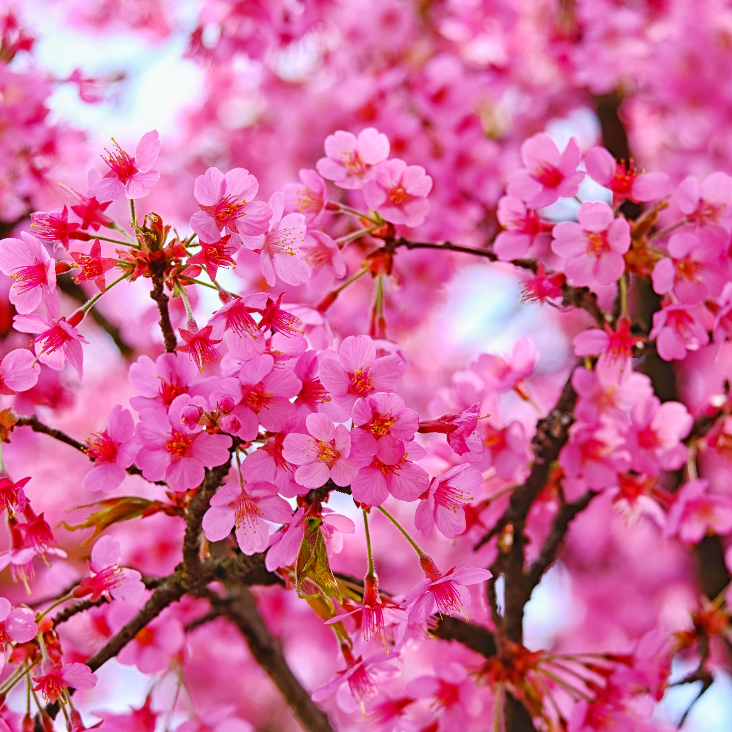 iPad Pro Rosa con Flores de Cerezo Fondos de pantalla