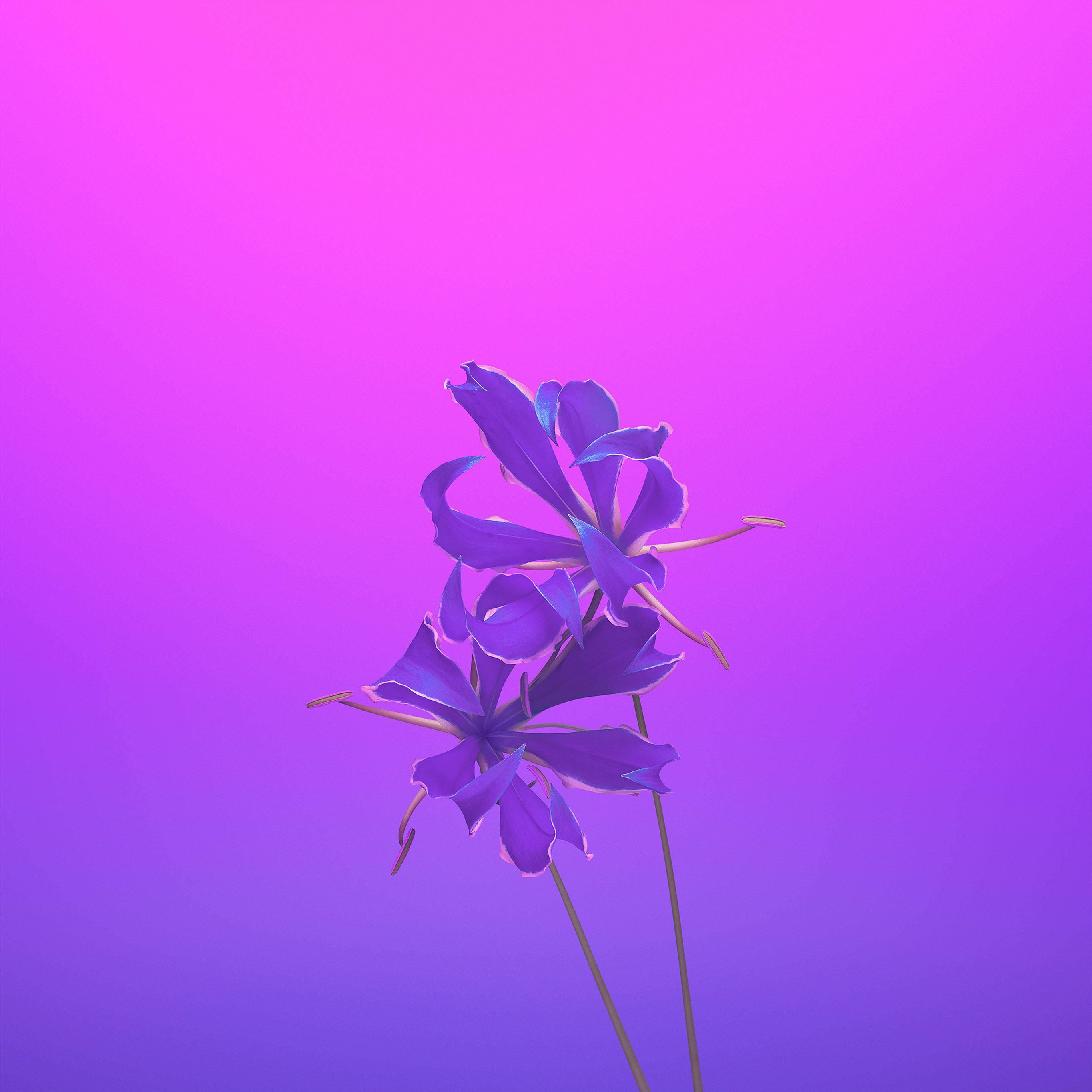 iPhone 11 Flor Morada HD Fondos de pantalla