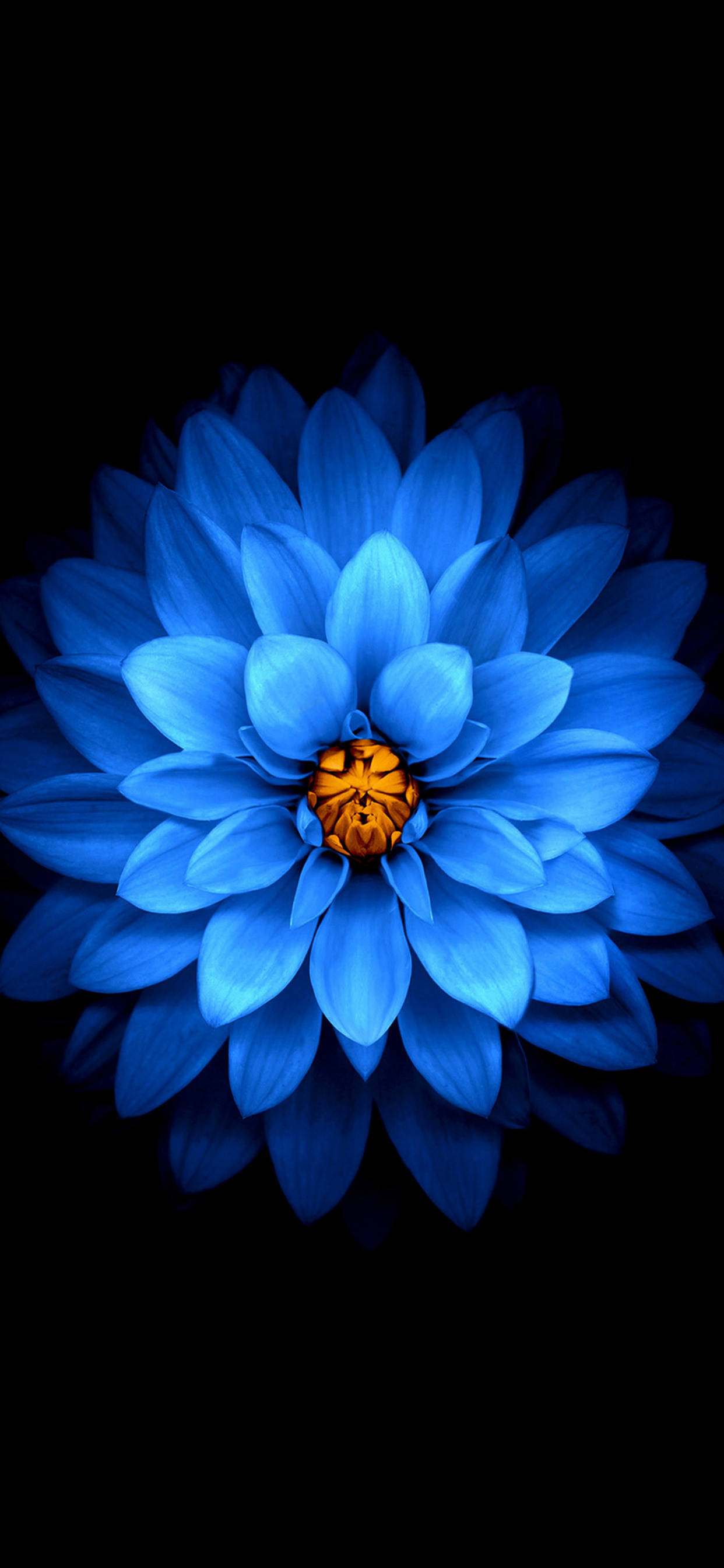 iPhone 11 Pro Max Flor Azul Fondos de pantalla