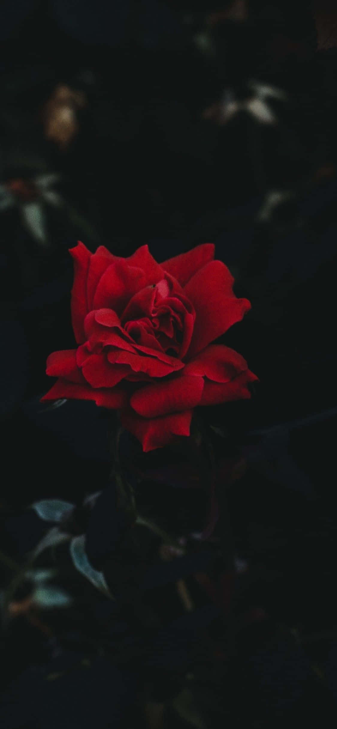 iPhone 11 Rosa Roja Fondos de pantalla
