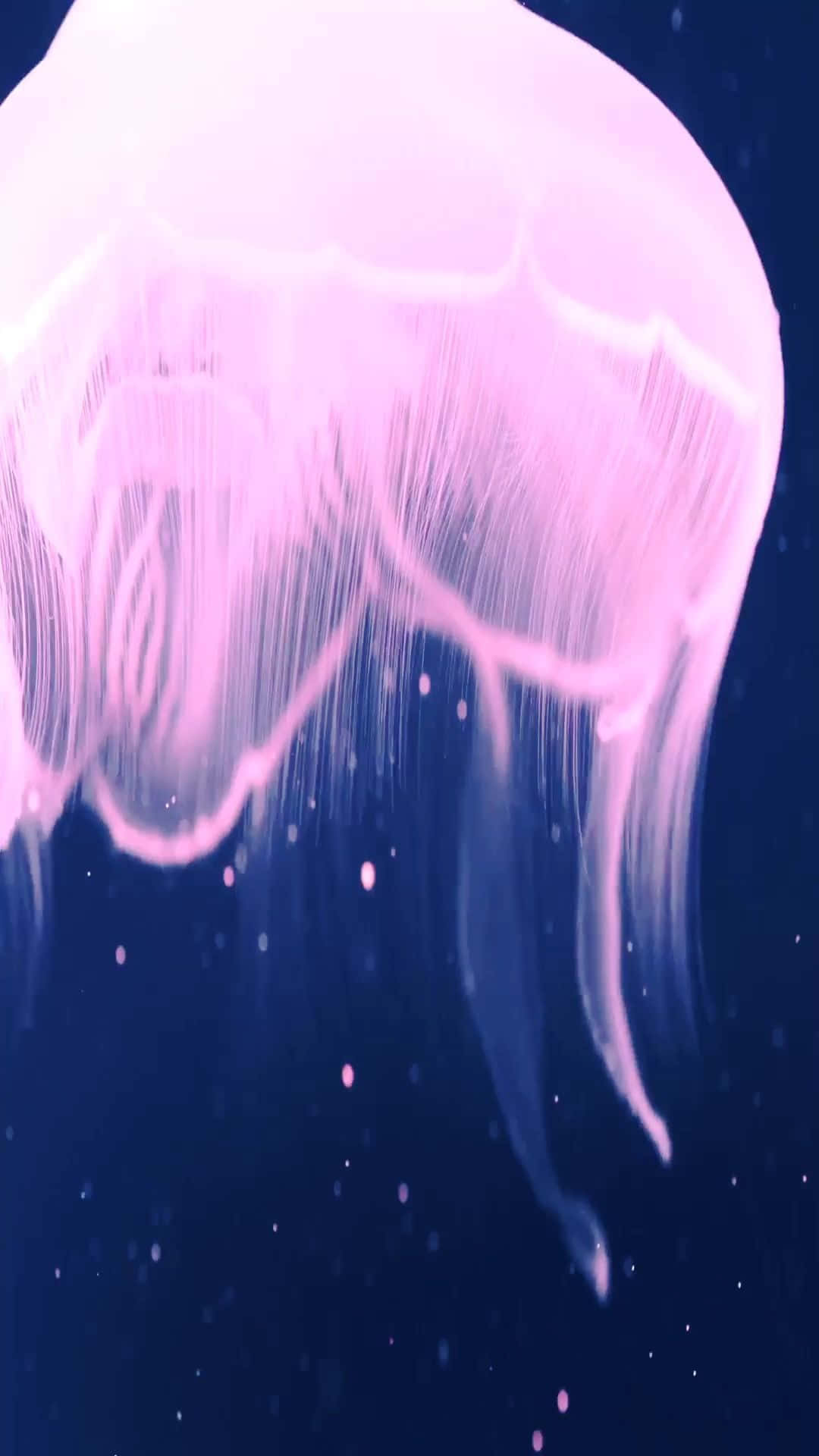 iPhone 7 Plus Live Medusa Rosa Brillante Fondos de pantalla