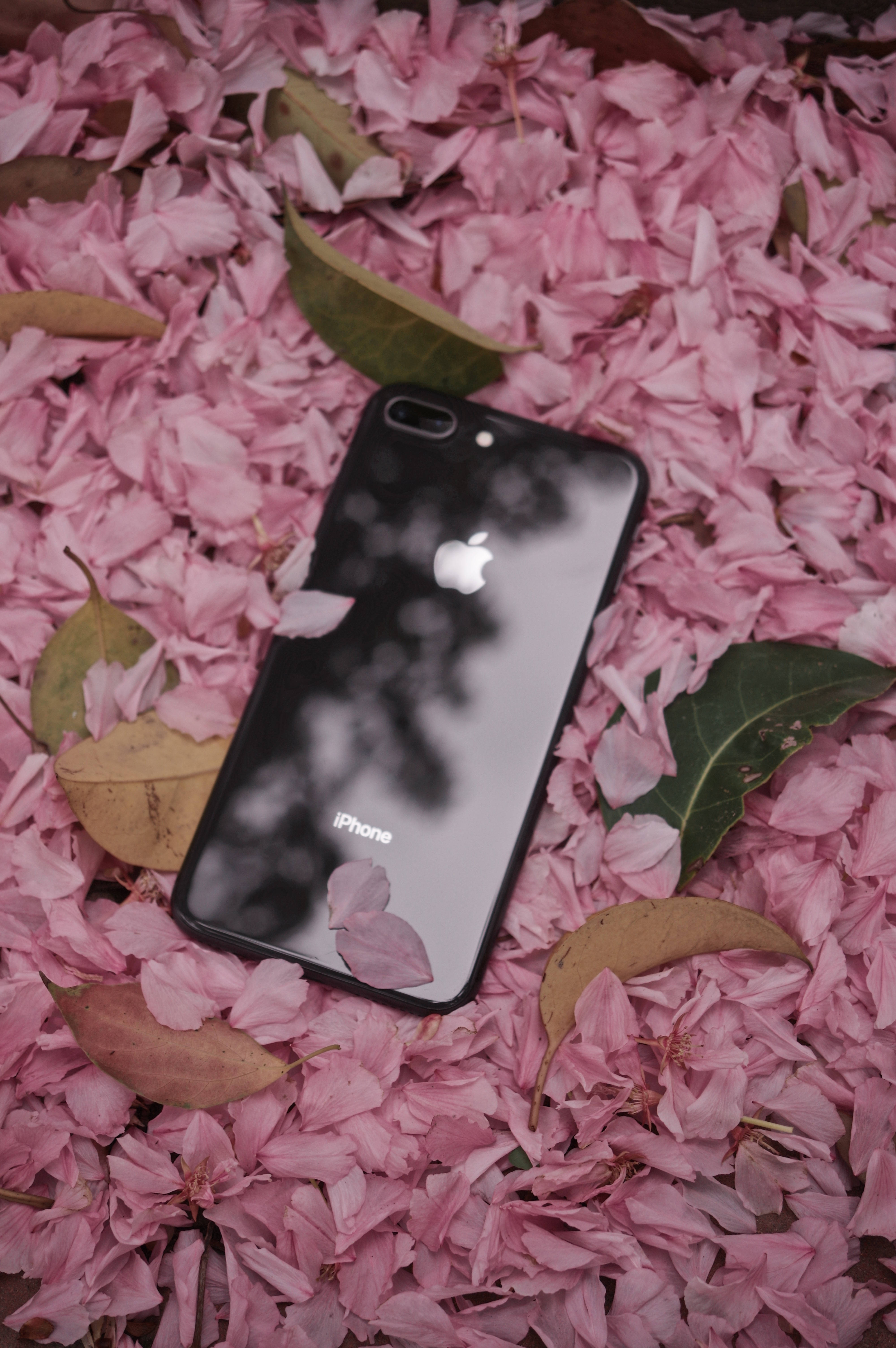 iPhone 8 con Flores Fondos de pantalla