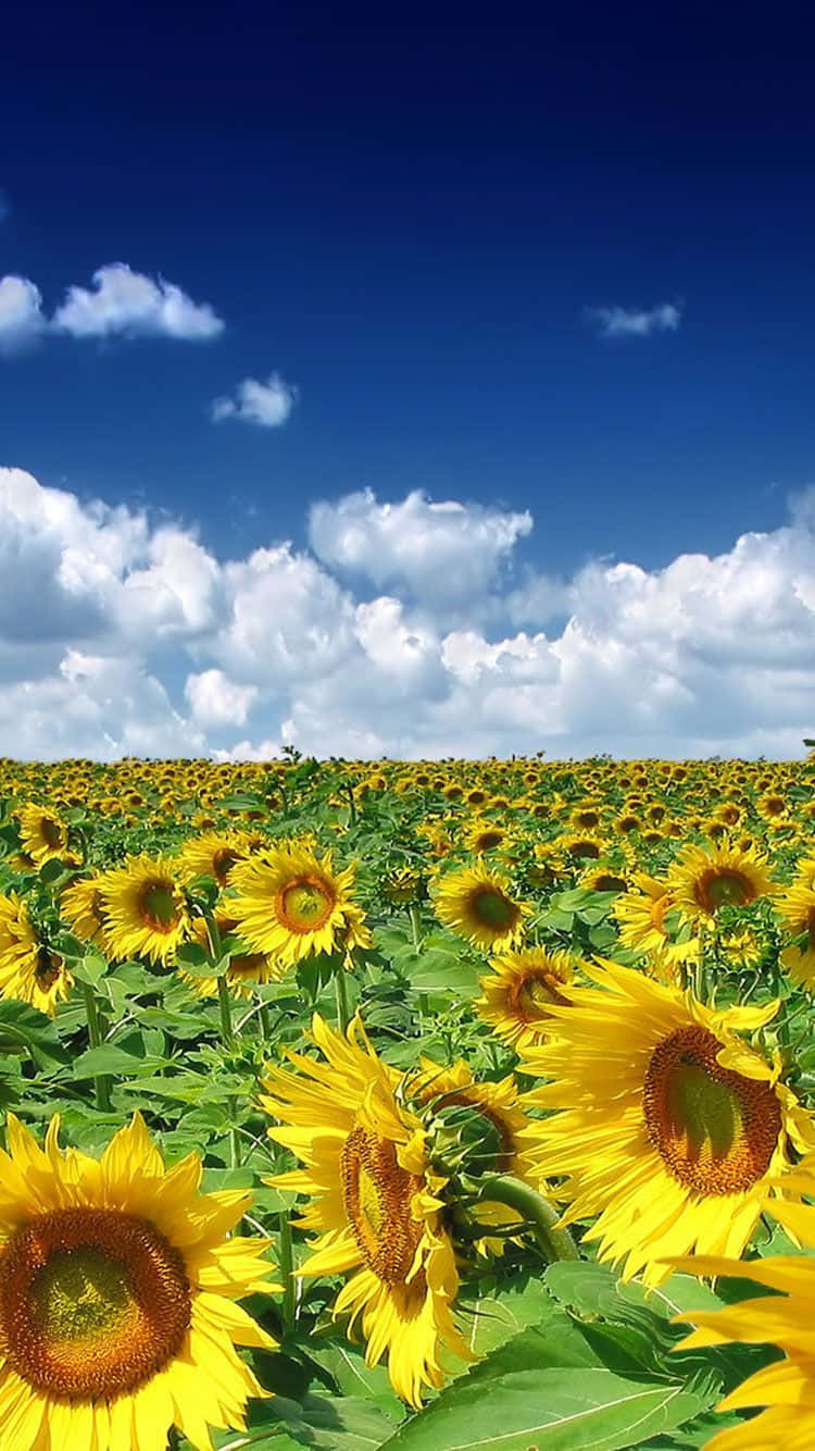iPhone de verano con un campo de girasoles Fondos de pantalla
