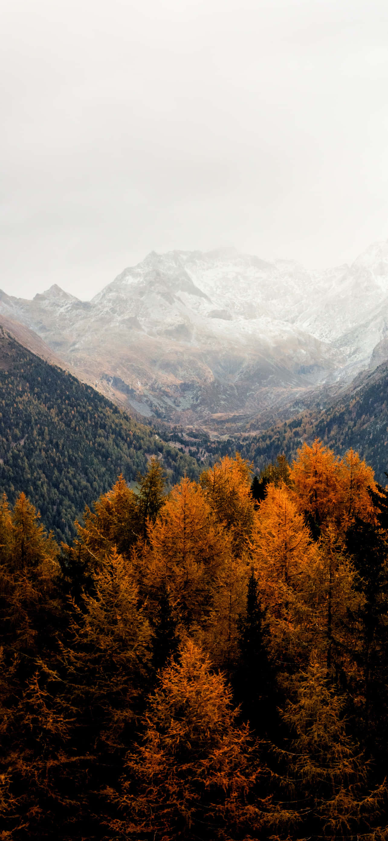 iPhone Estético Otoño Naranja Árboles Montañas Fondos de pantalla