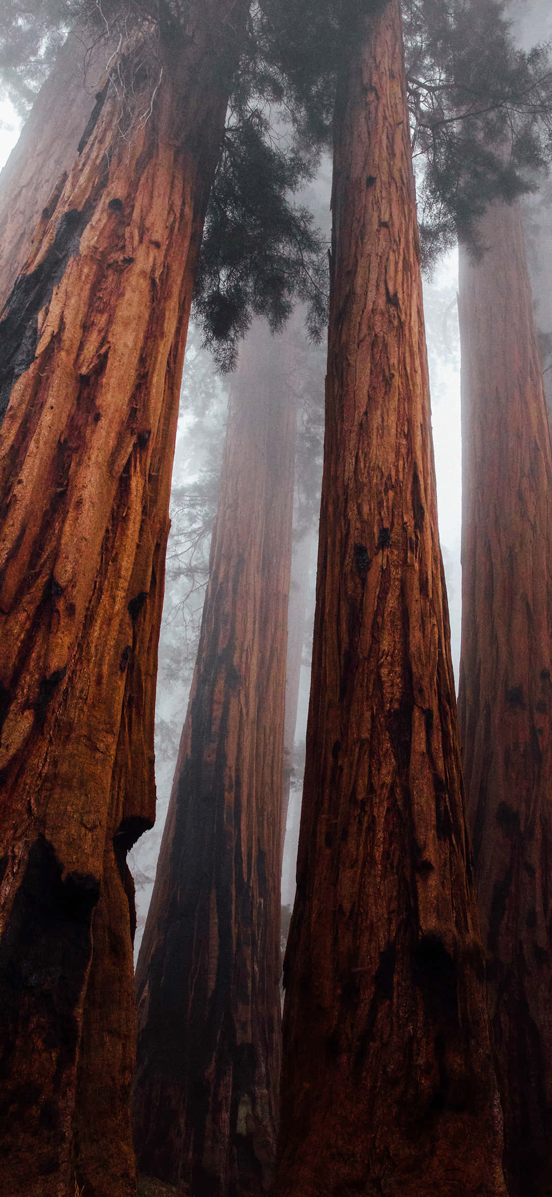 iPhone Inspirado en la Naturaleza Fondos de pantalla