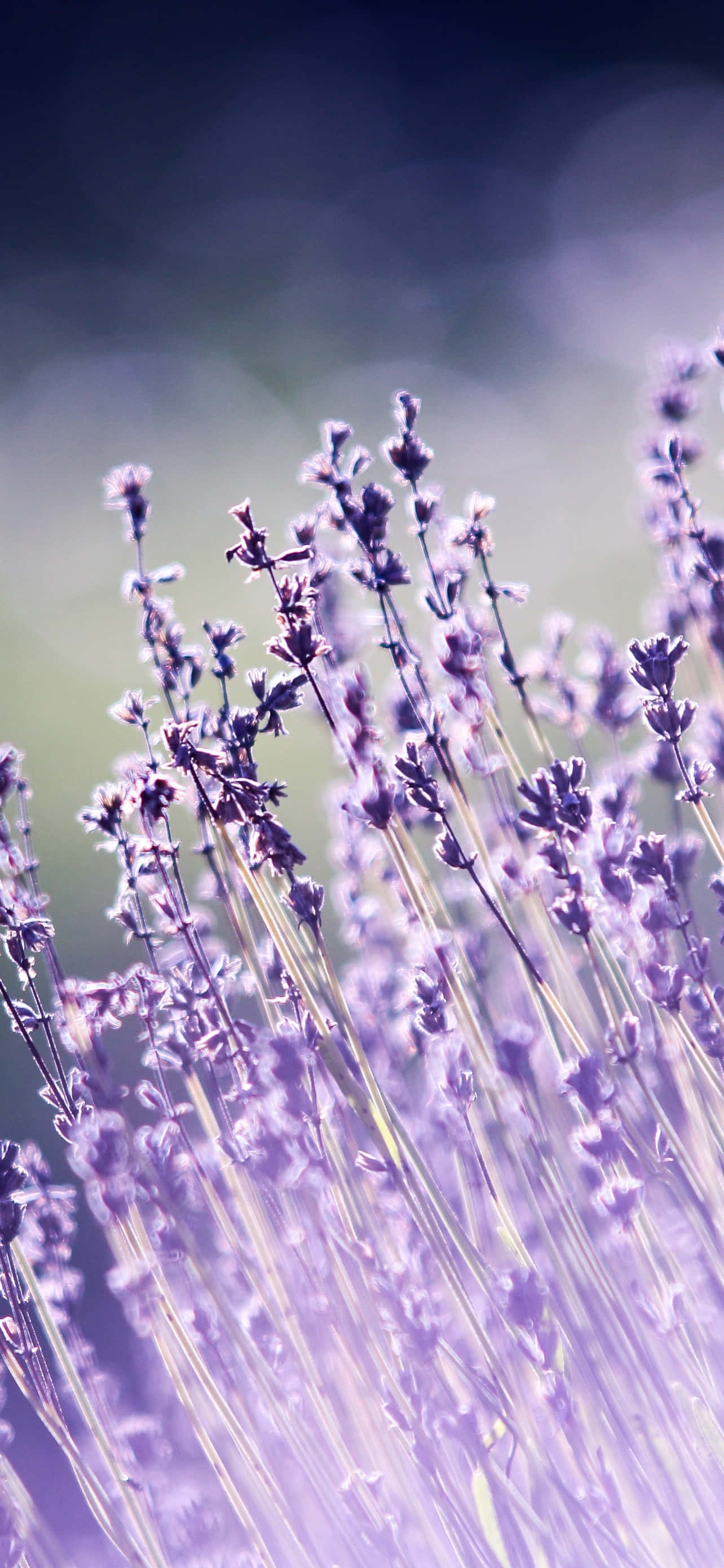 iPhone Lavanda Estética Borroso Gris Fondos de pantalla