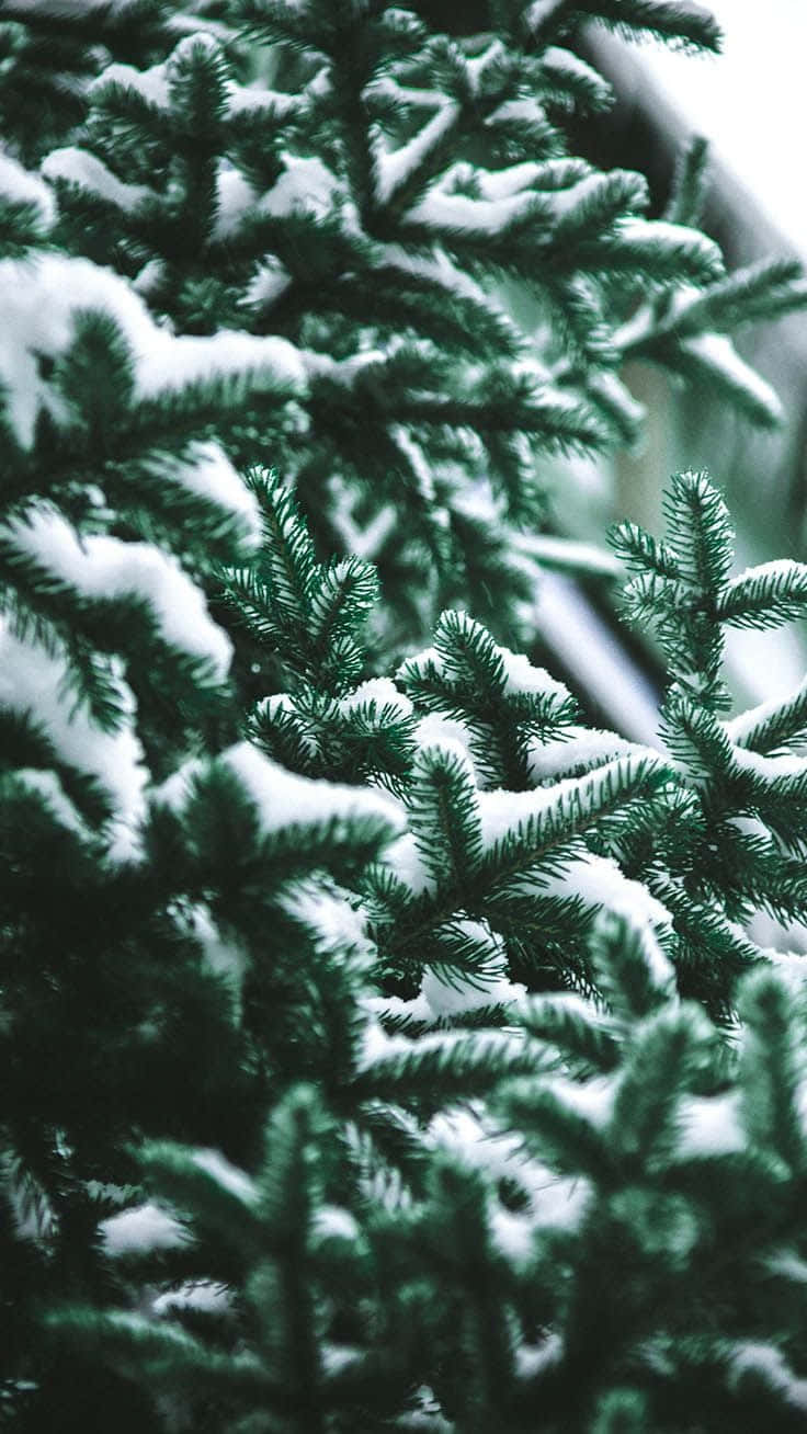 iPhone Navidad Verde Nieve Fondos de pantalla