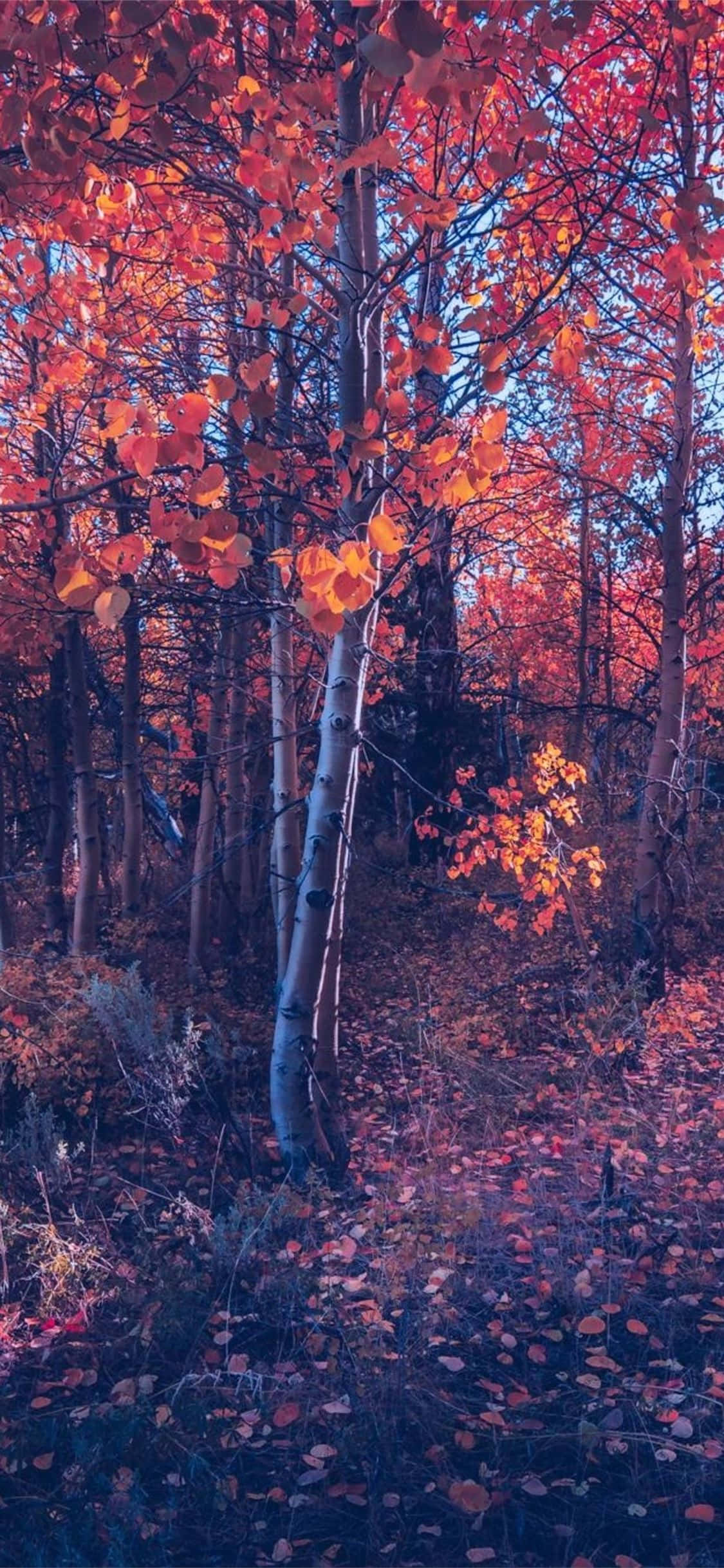 iPhone Otoño Estético Bosque de Árboles Naranjas Fondos de pantalla