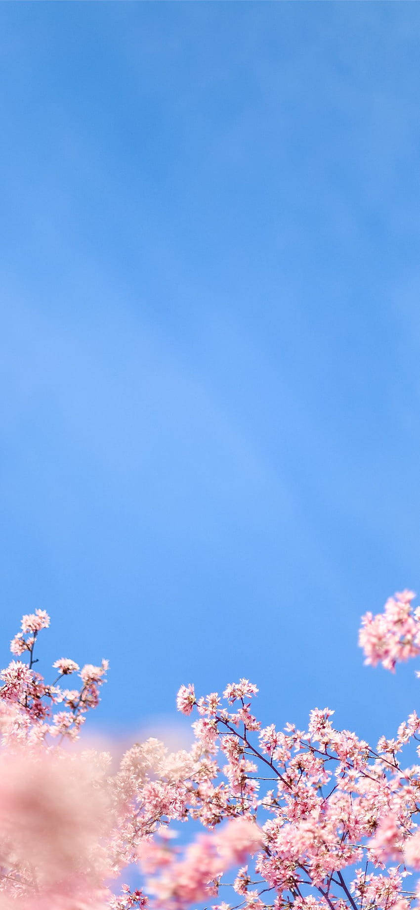 iPhone X estético con cerezos blancos en flor