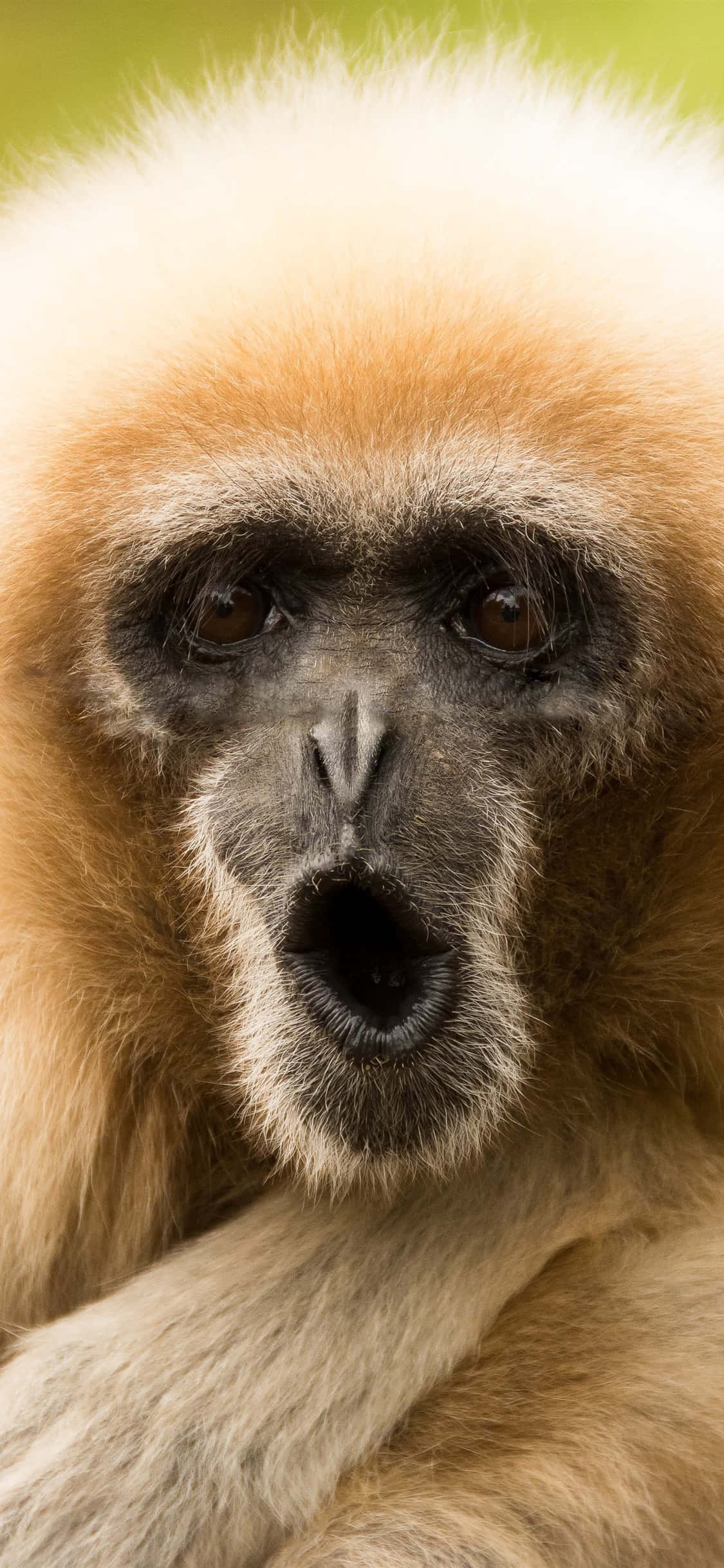 iPhone X Gibón Fondo Gibón con Cara Graciosa Fondos de pantalla