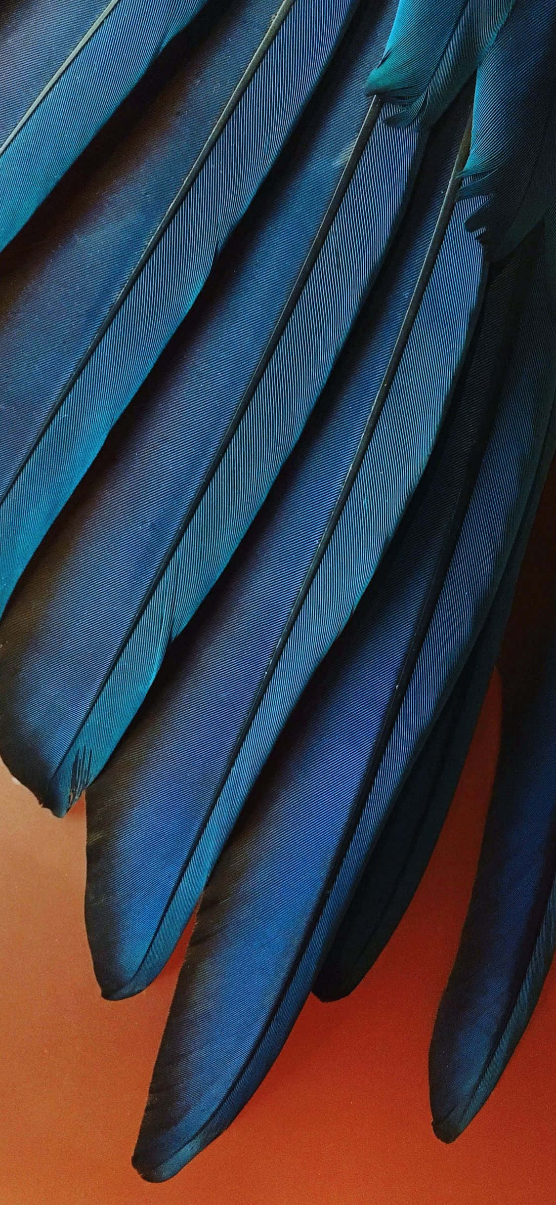 iPhone Xr Stock Plumas Azul Turquesa Fondos de pantalla