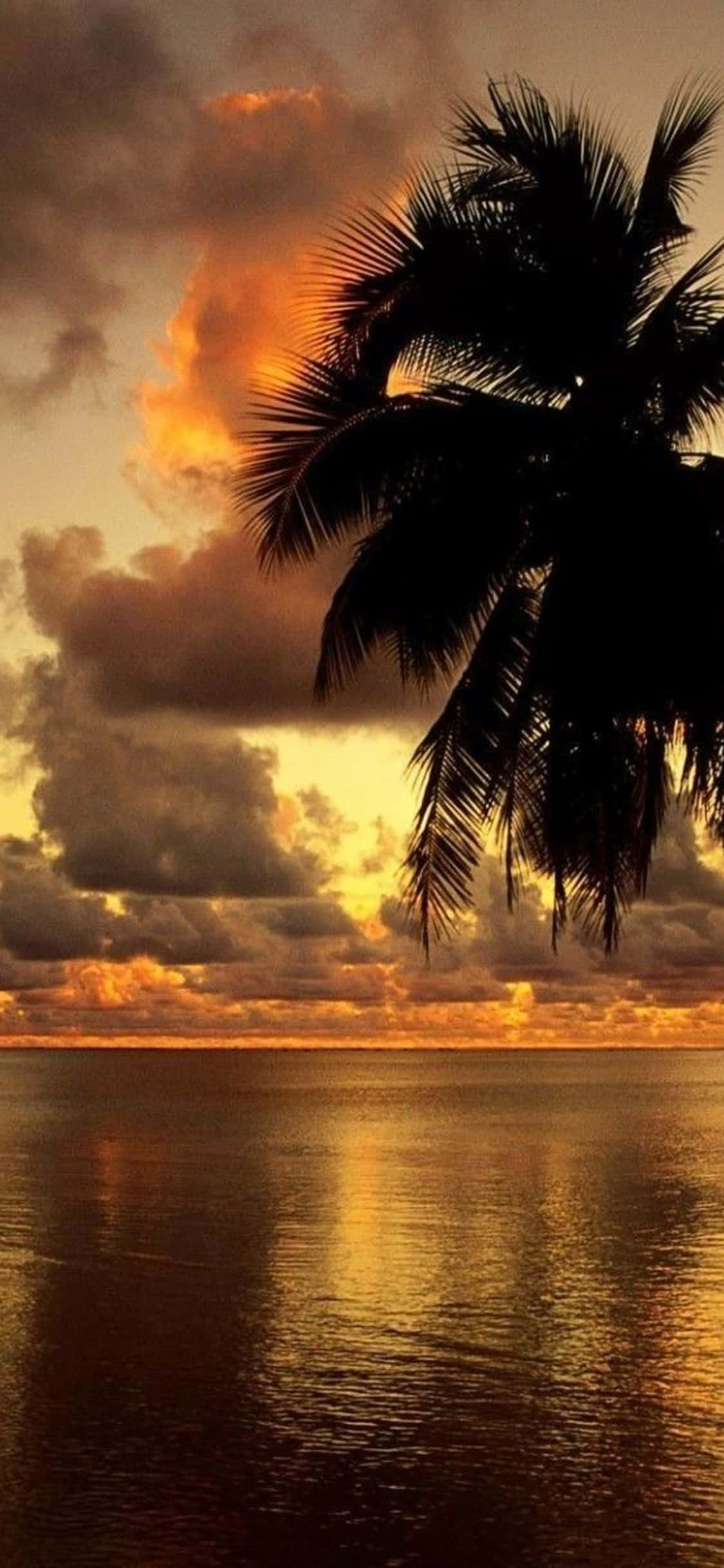iPhone Xs Escritorio Pc Fondo Palmera Atardecer Fondos de pantalla