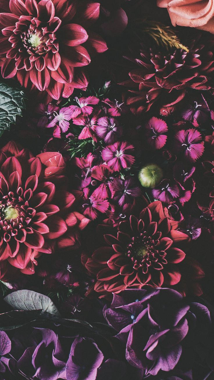 iPhone Xs Flores Fondos de pantalla