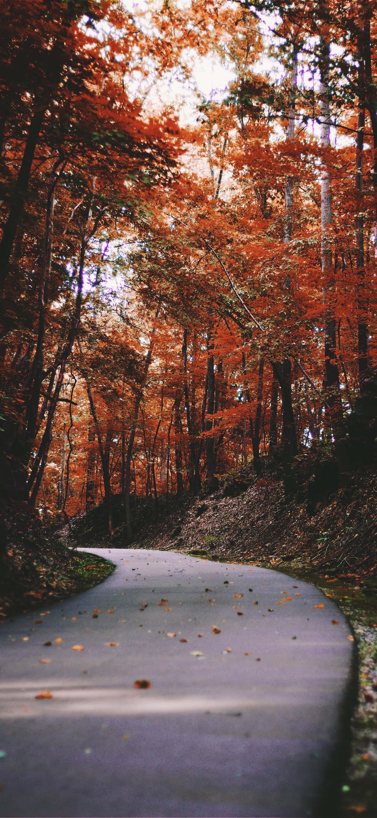 iPhones XS Max Camino Estrecho de Otoño Fondos de pantalla