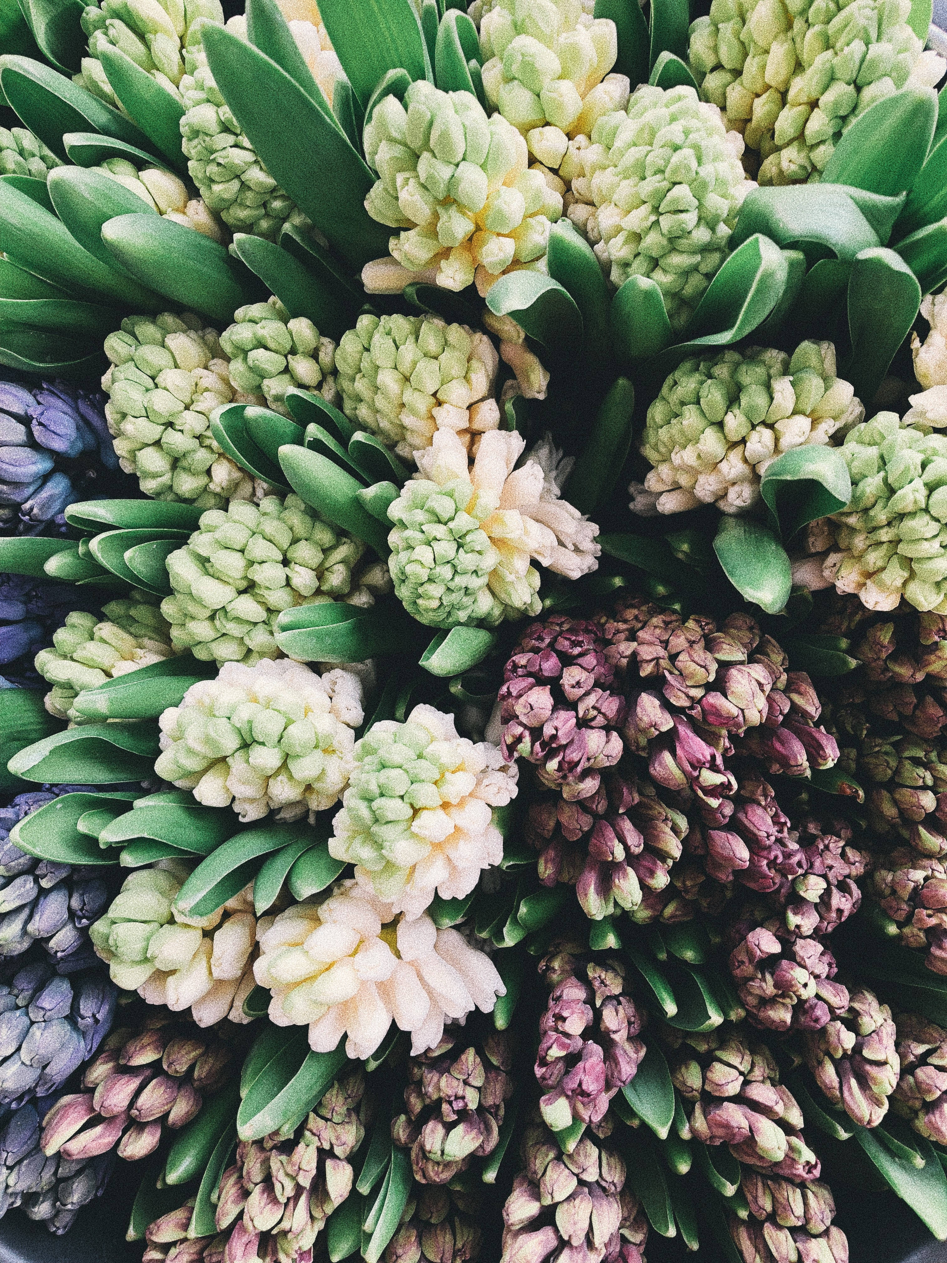 Jacintos en el Mercado Fondos de pantalla
