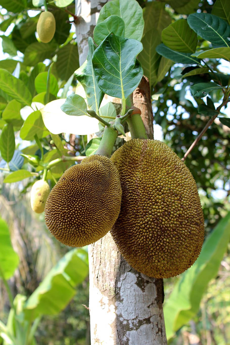 Jackfruit maduro en el árbol Fondos de pantalla