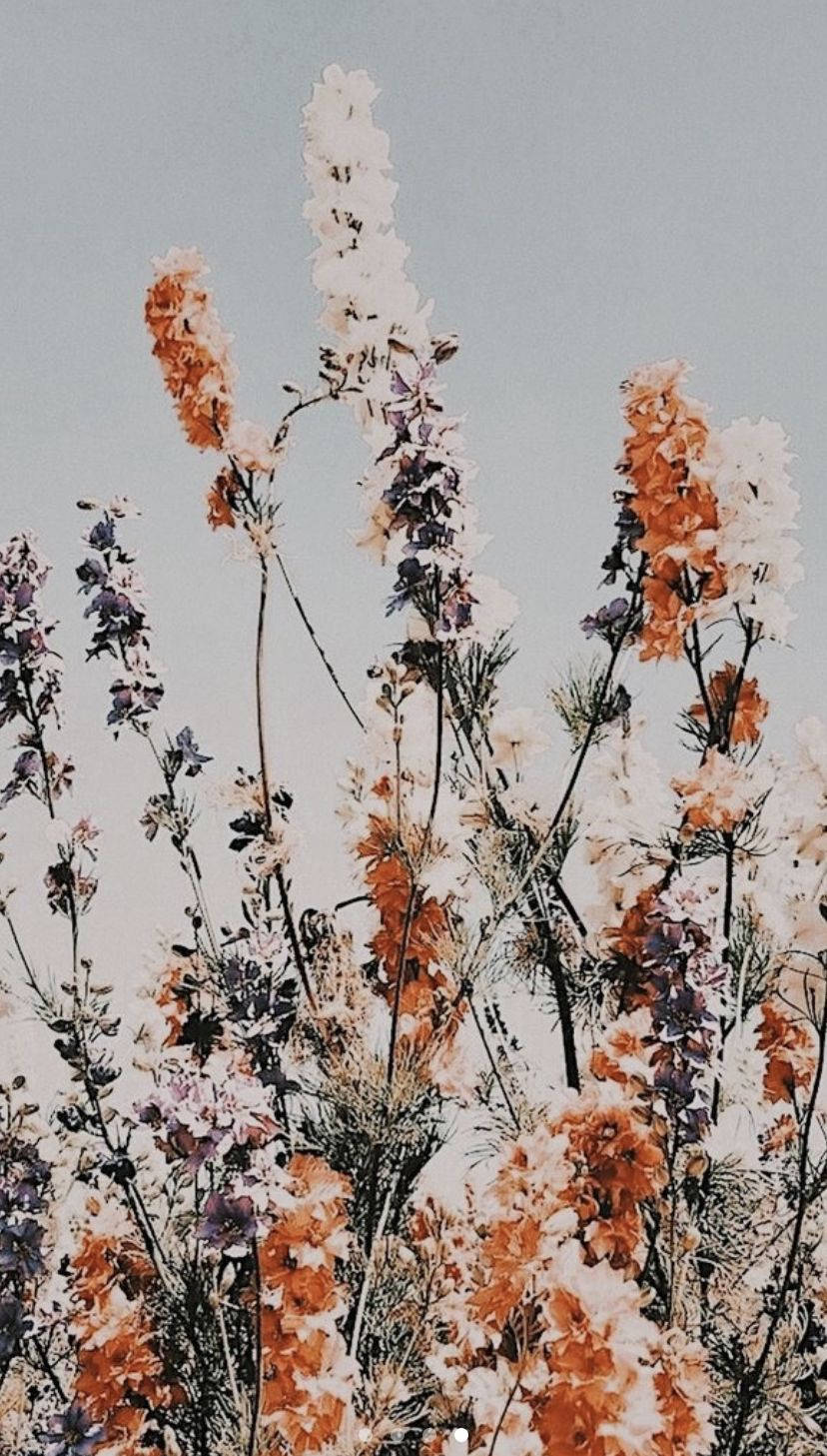 Jardín Boho Estético de Flores Fondos de pantalla