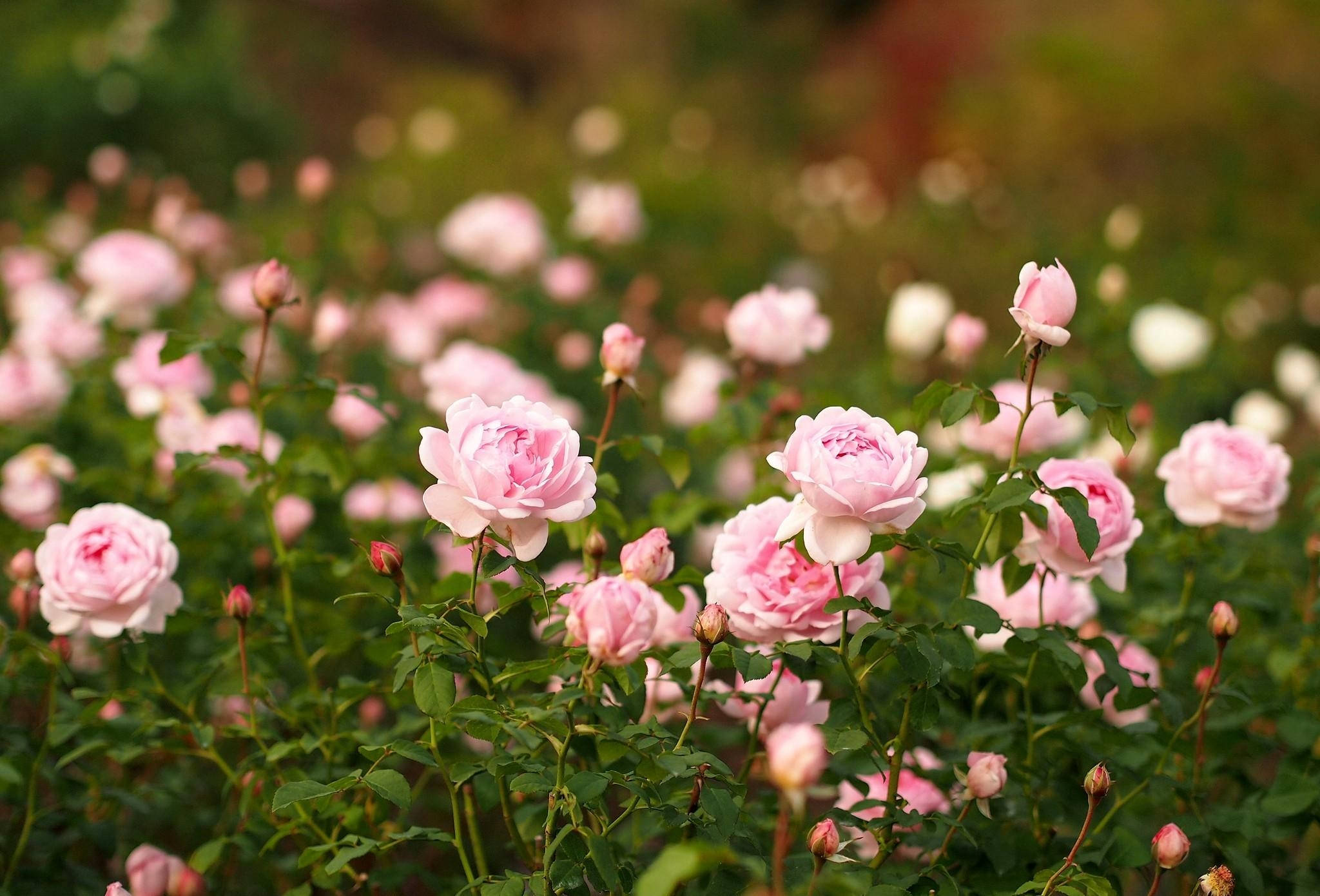 Jardín Celestial de Rosas Afiladas Fondos de pantalla