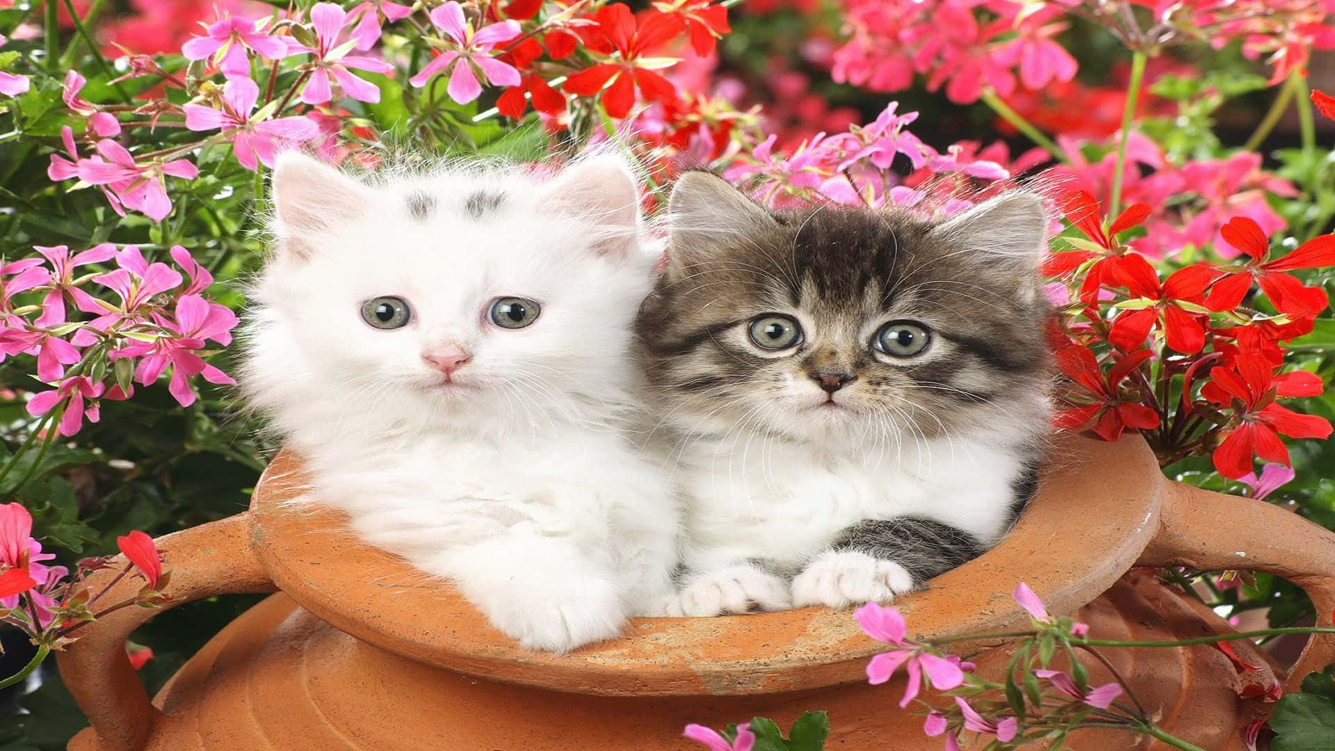 Jarrón de arcilla con gatos para foto de perfil en pareja Fondos de pantalla