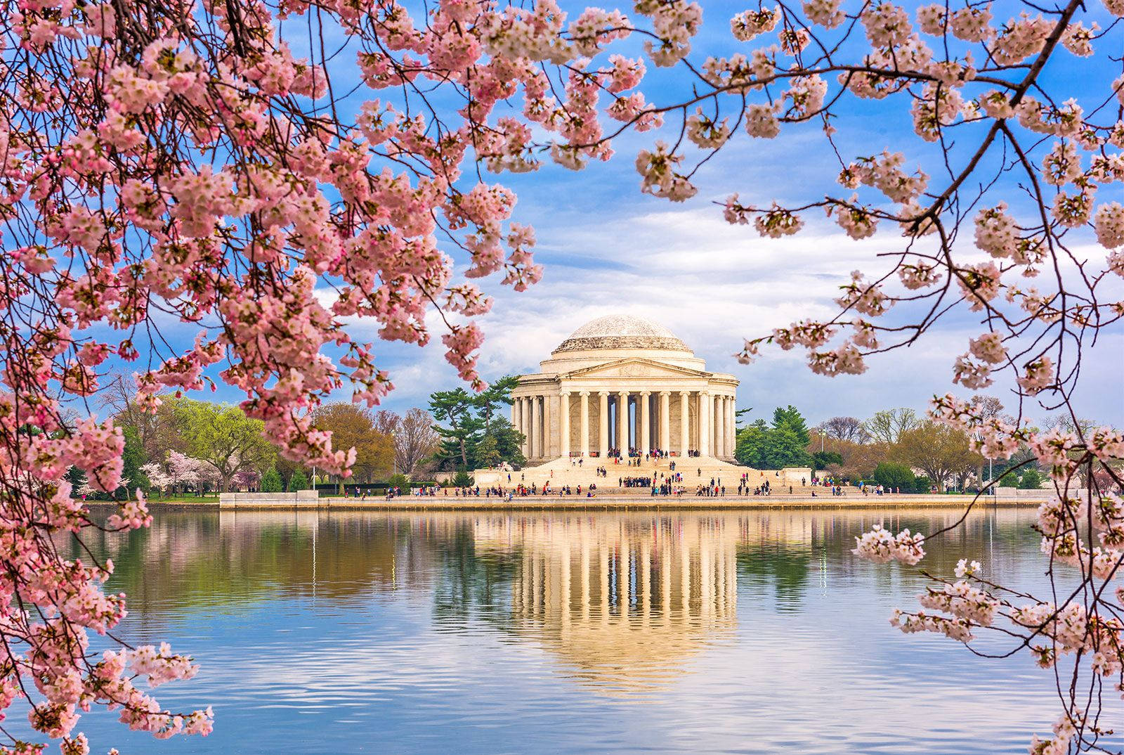 Jefferson Memorial Cerezos Rosados Fondos de pantalla