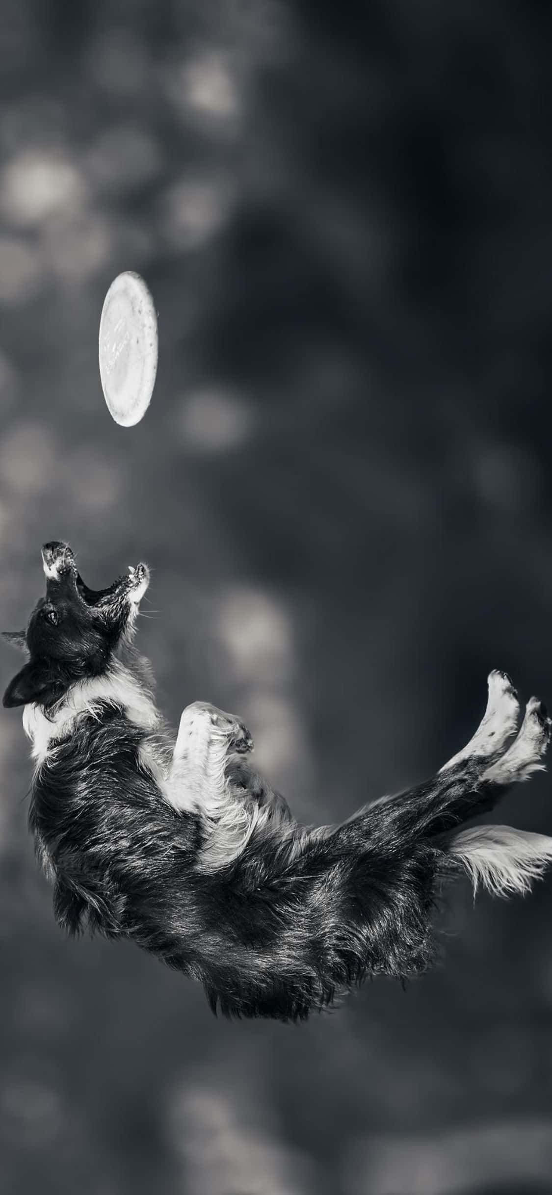 Juega con tus amigos con este Frisbee iPhone Xs Fondos de pantalla