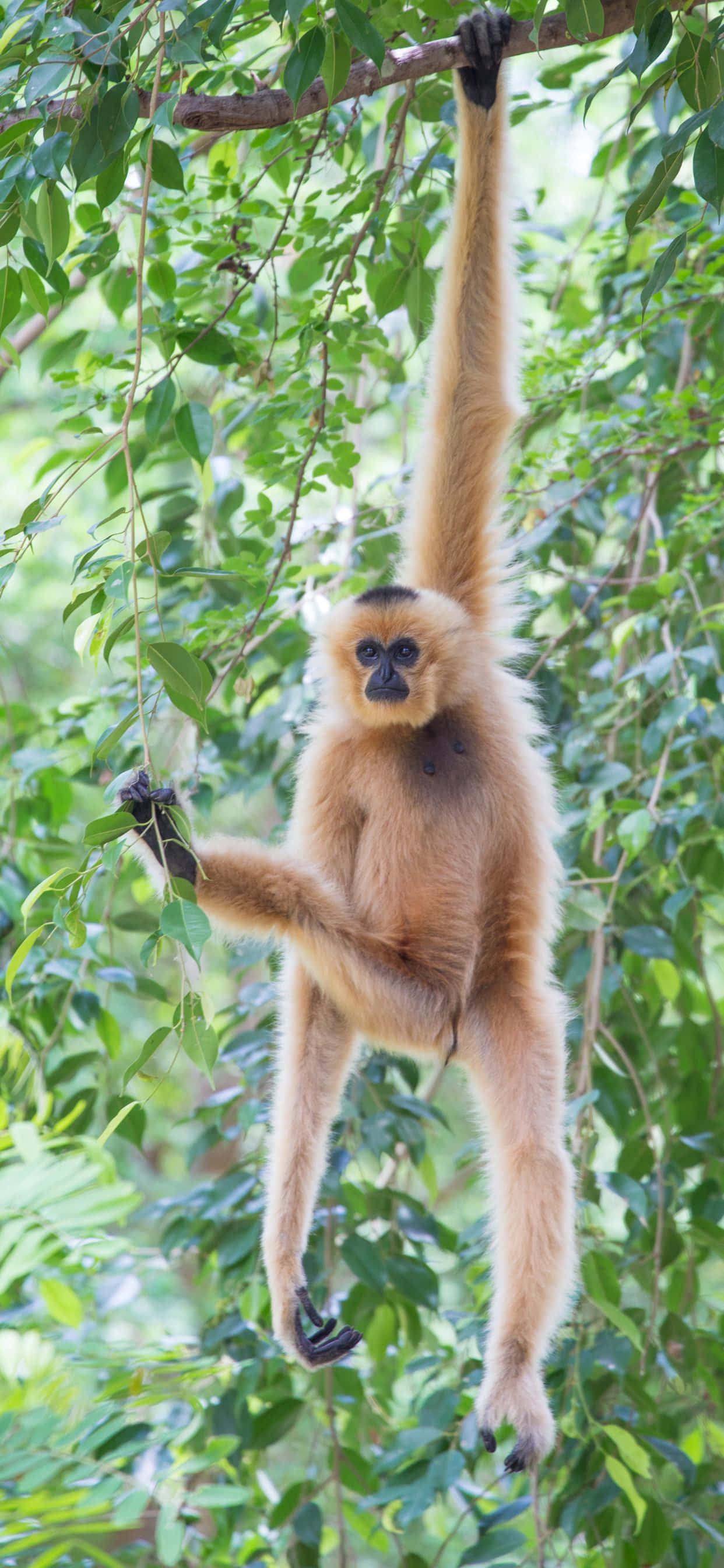 Juegos mentales con el iPhone Xs Max Gibbon Fondos de pantalla