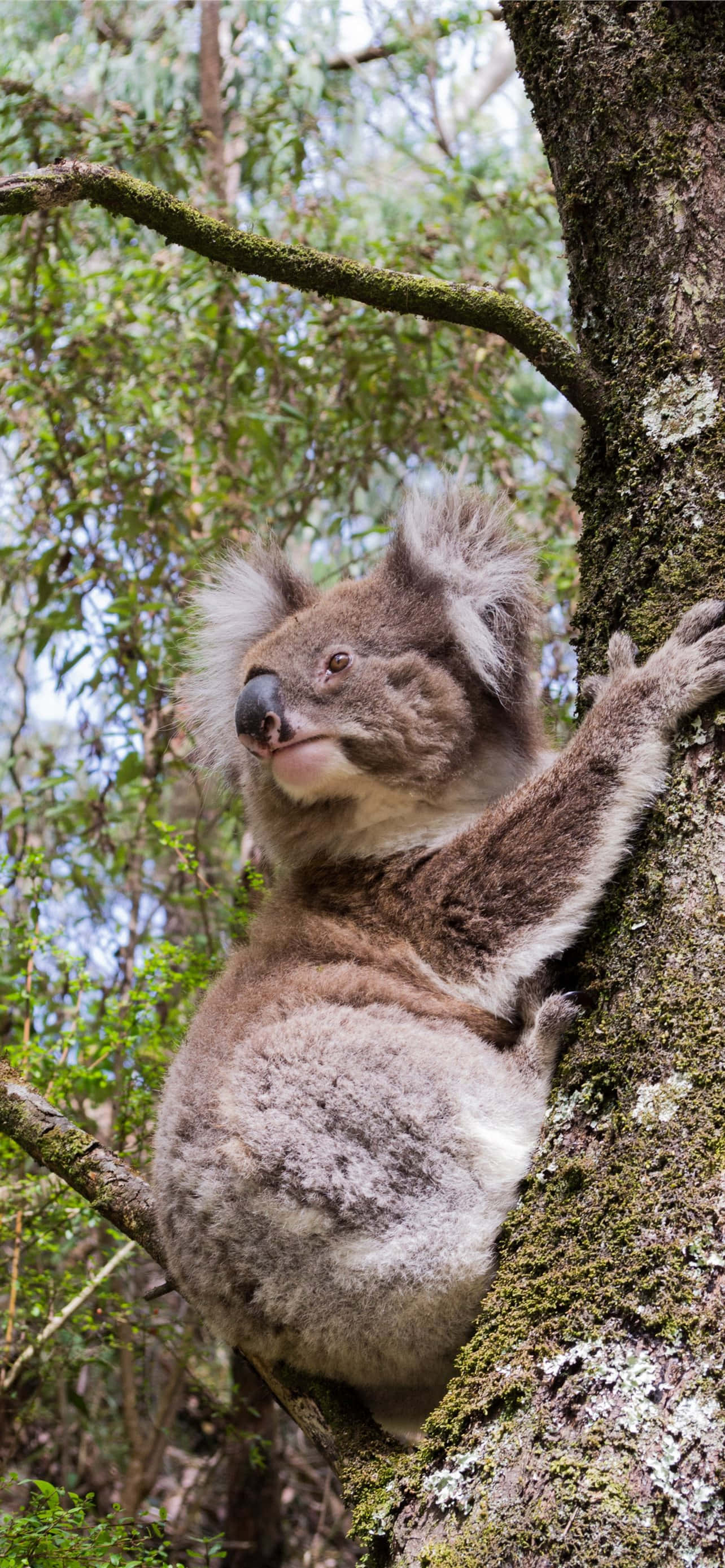 “Koala disfrutando de un refrigerio de mediodía” Fondos de pantalla