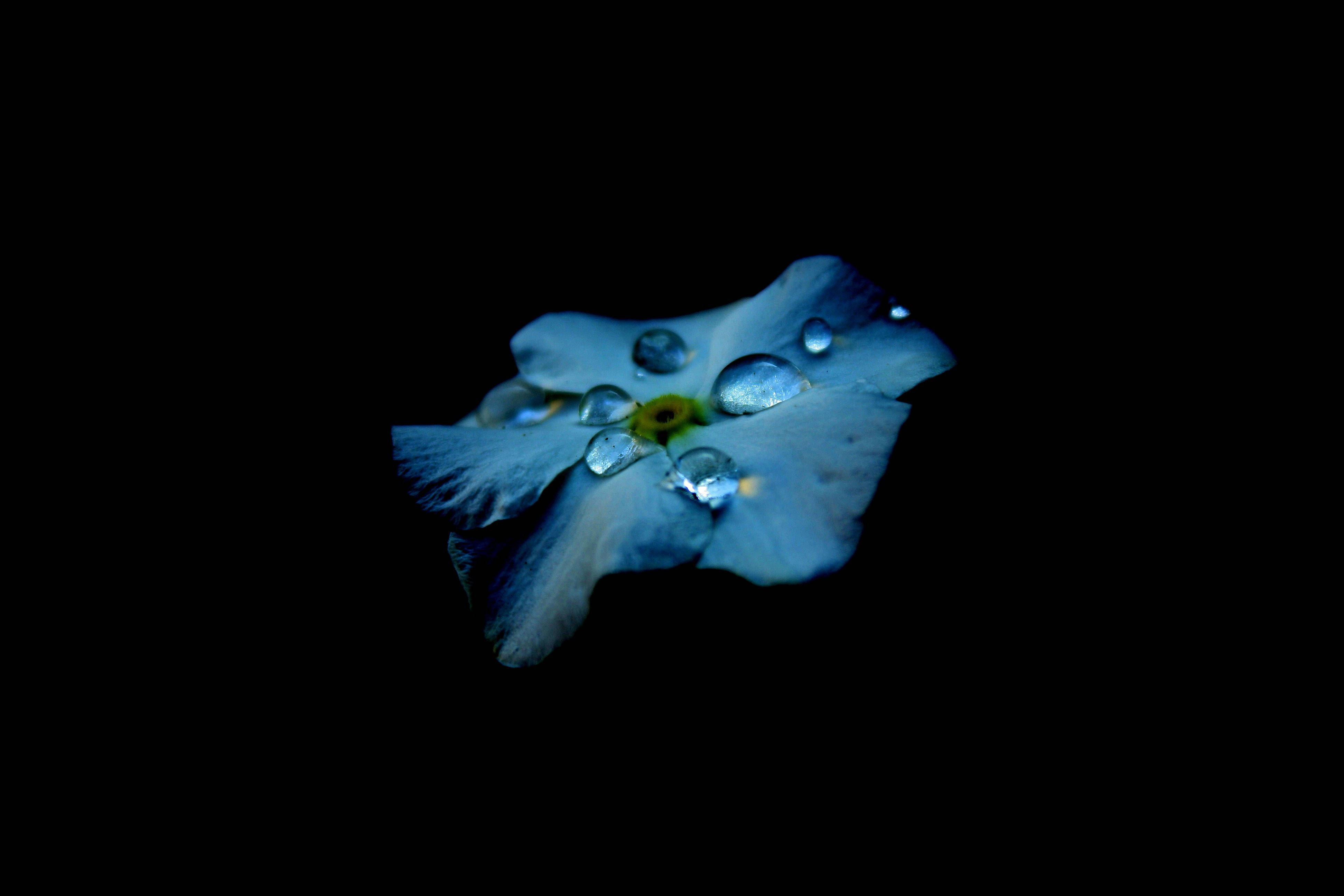 La belleza de la vida revelada a través de gotas de flores azules AMOLED Fondos de pantalla