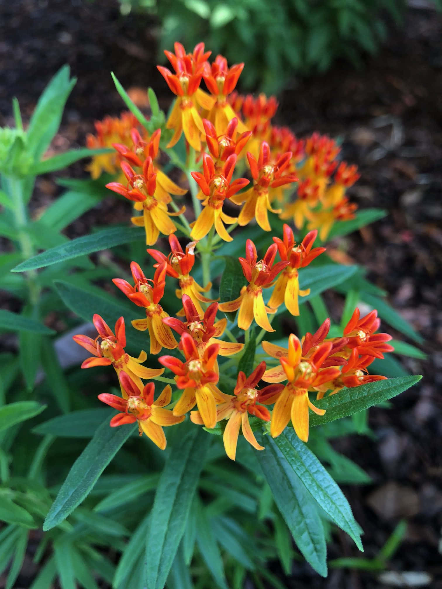 La Belleza de la Hierba de la Mariposa Fondos de pantalla