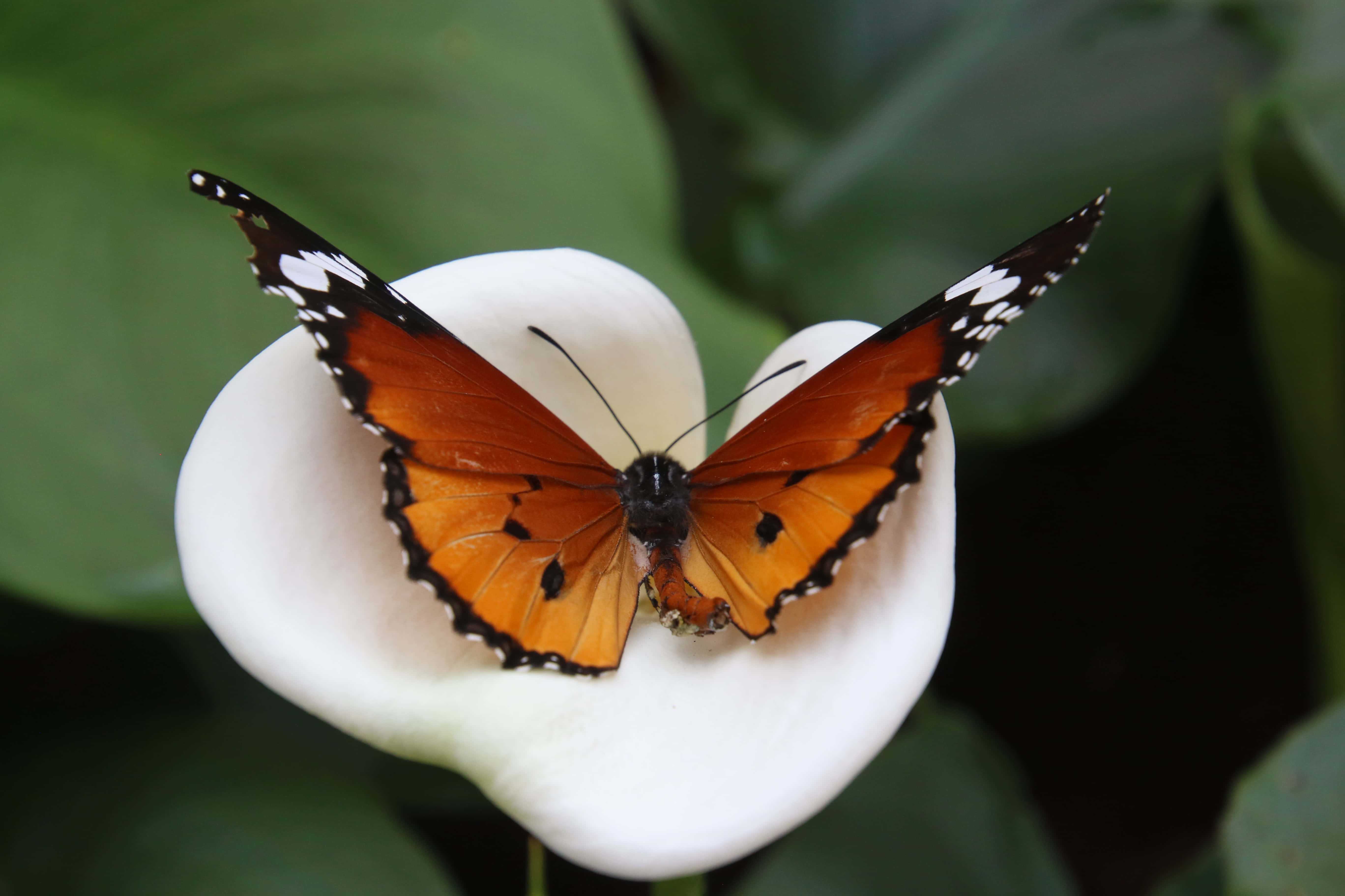 "La belleza de la naturaleza en movimiento" Fondos de pantalla