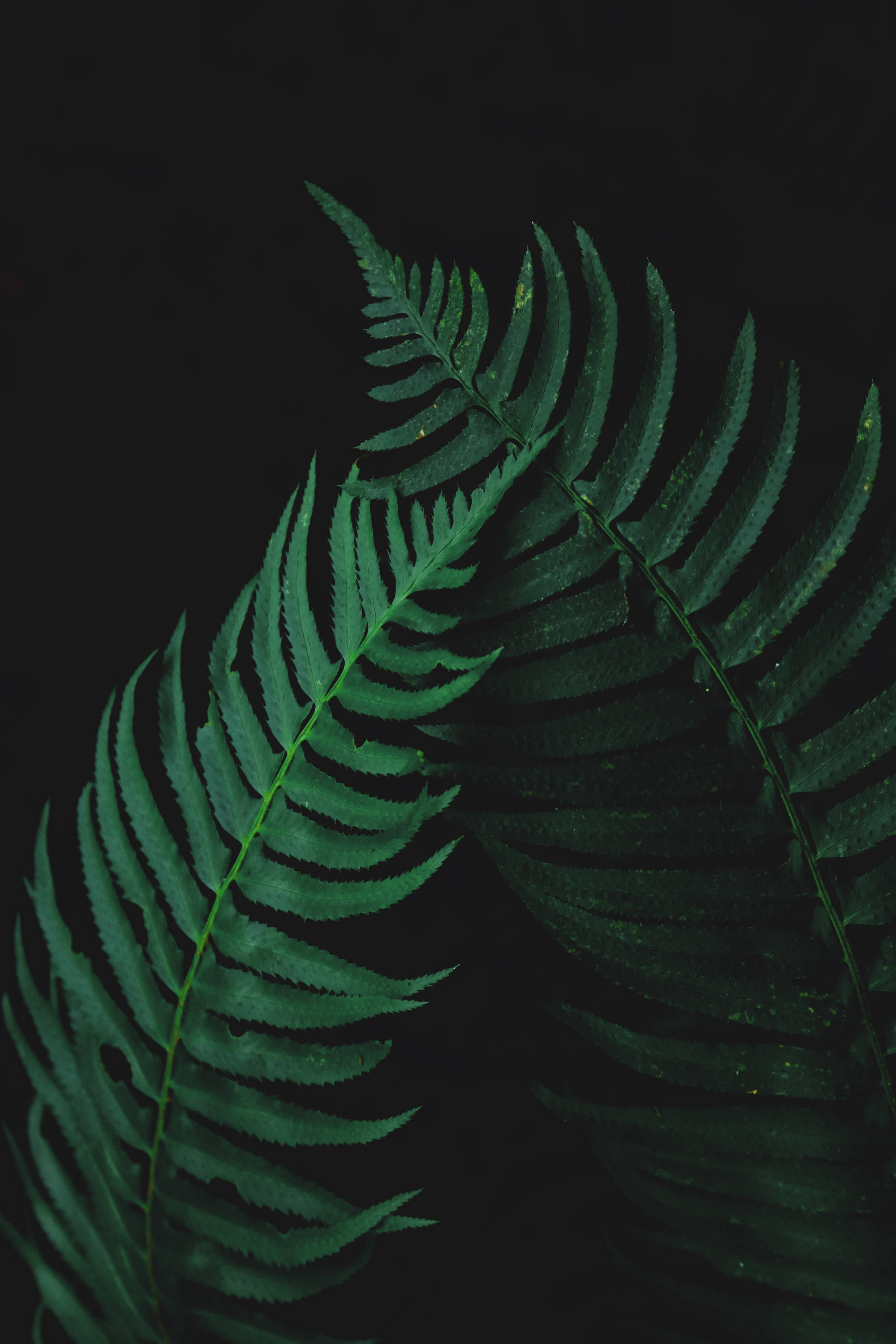 La belleza de la naturaleza se acentúa en estas vibrantes hojas de helecho. Fondos de pantalla