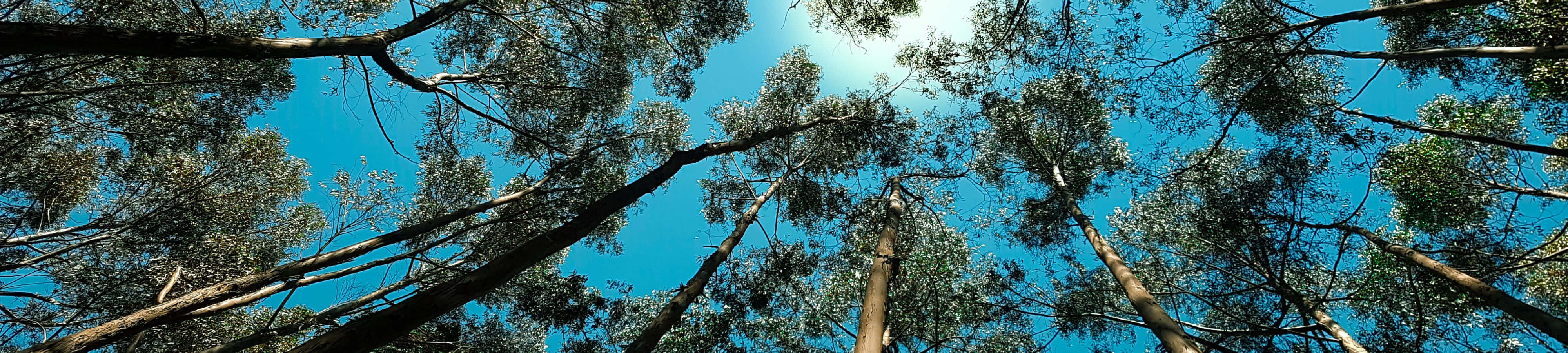 La belleza de la naturaleza en resolución 4K Fondos de pantalla