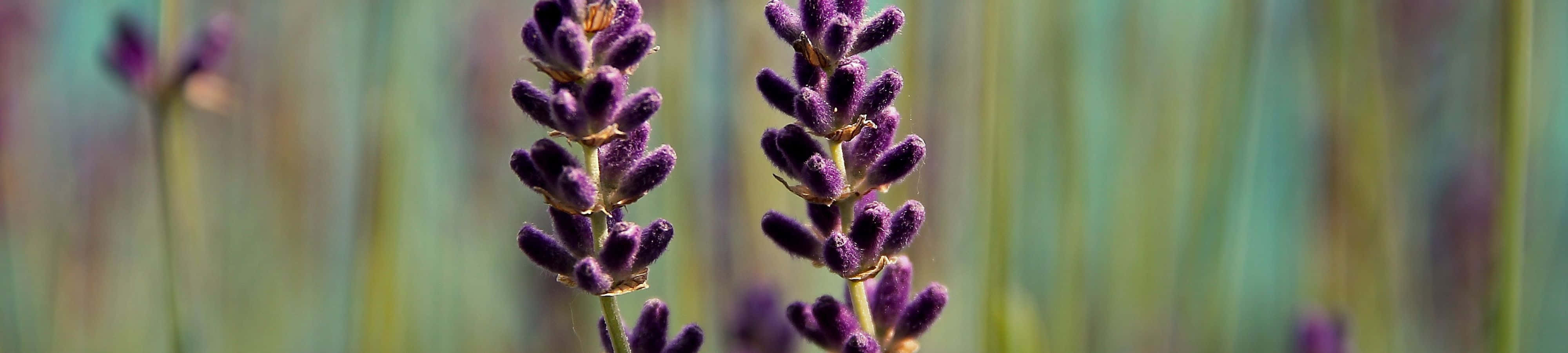 "La belleza de la naturaleza" Fondos de pantalla
