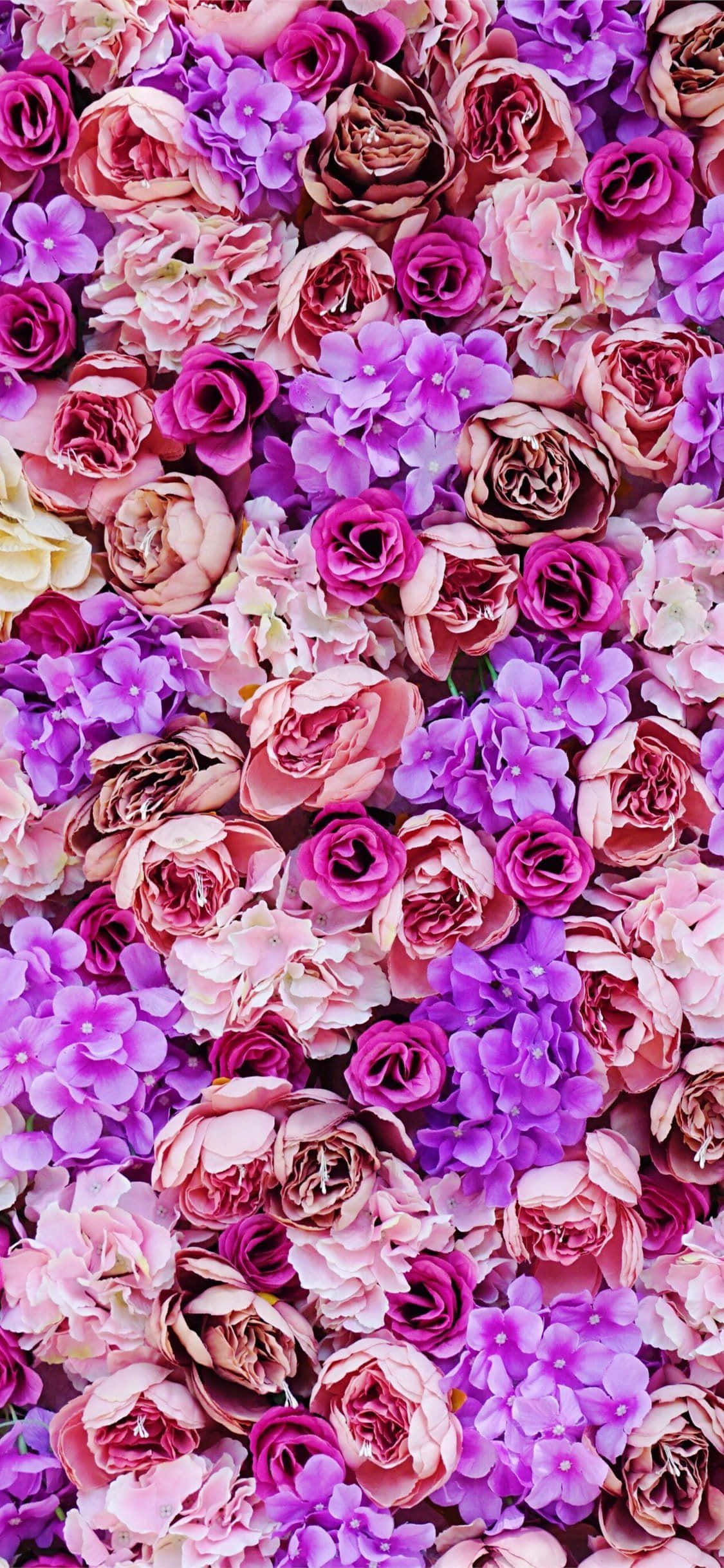 La belleza de una flor morada Fondos de pantalla