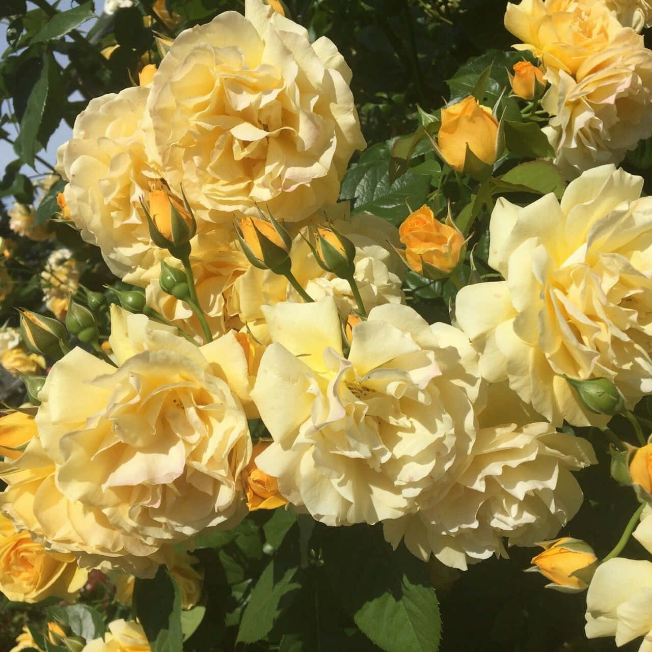 "La belleza de una delicada flor estética" Fondos de pantalla