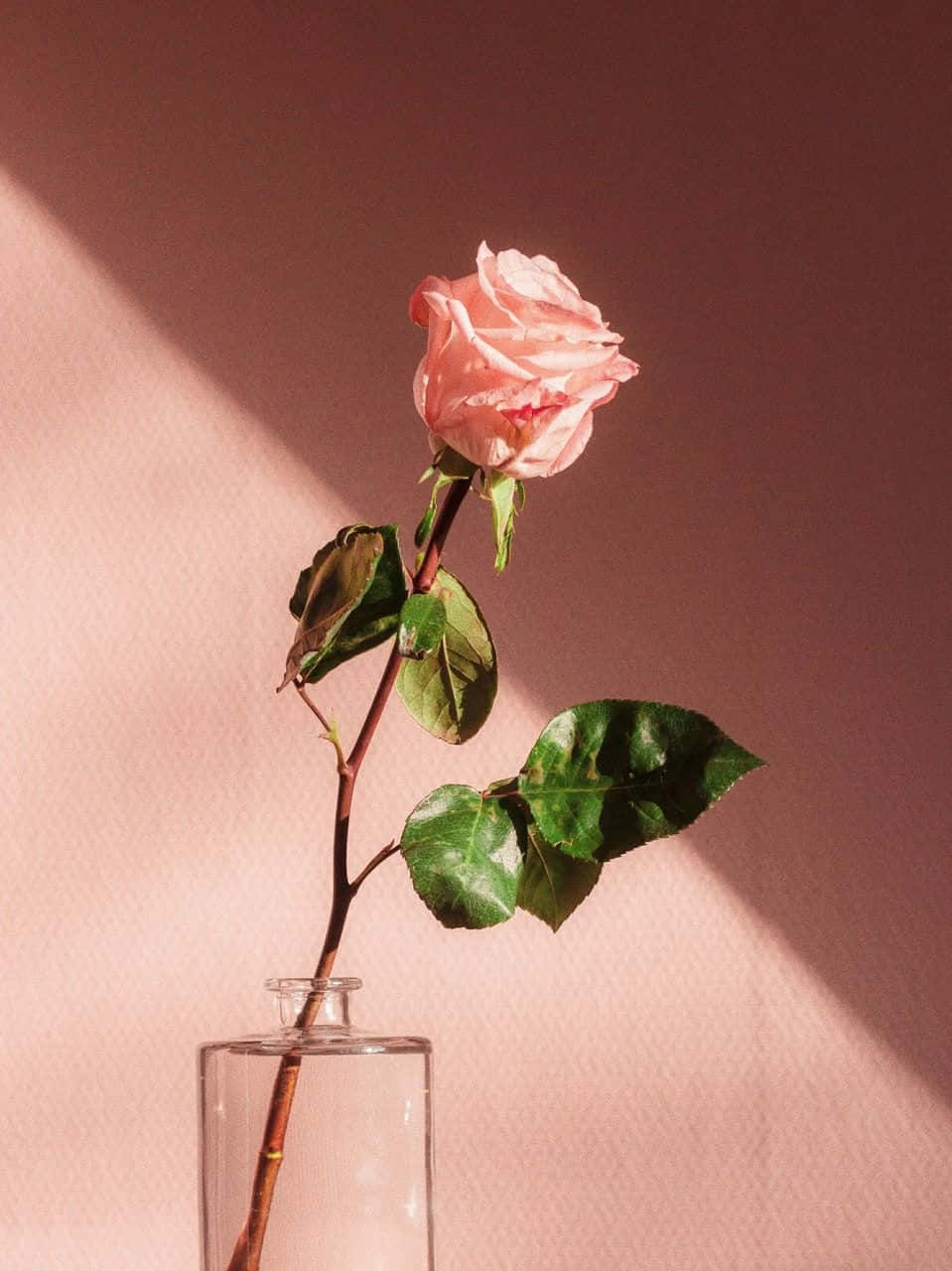 La Belleza de una Flor Estética Fondos de pantalla