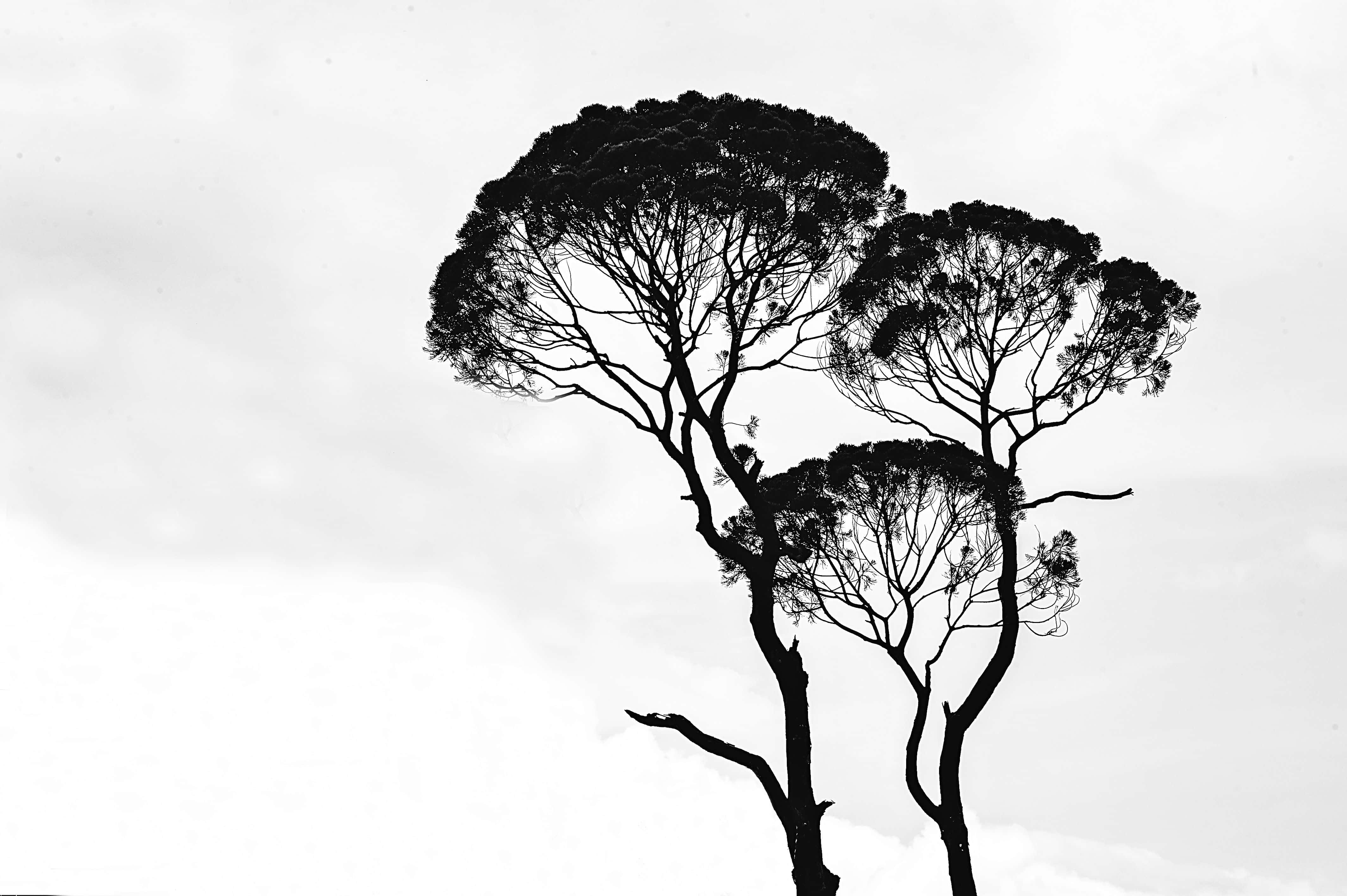 La belleza del blanco y negro Fondos de pantalla
