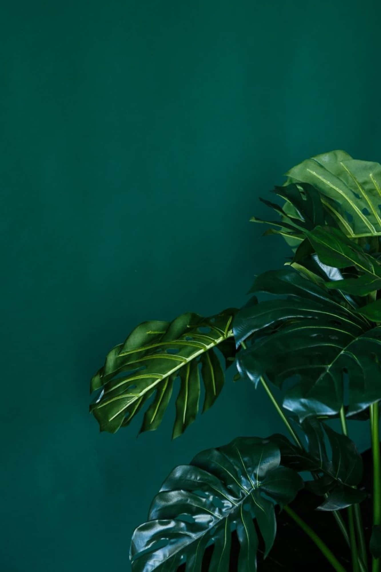 La belleza del verde en todo su esplendor Fondos de pantalla
