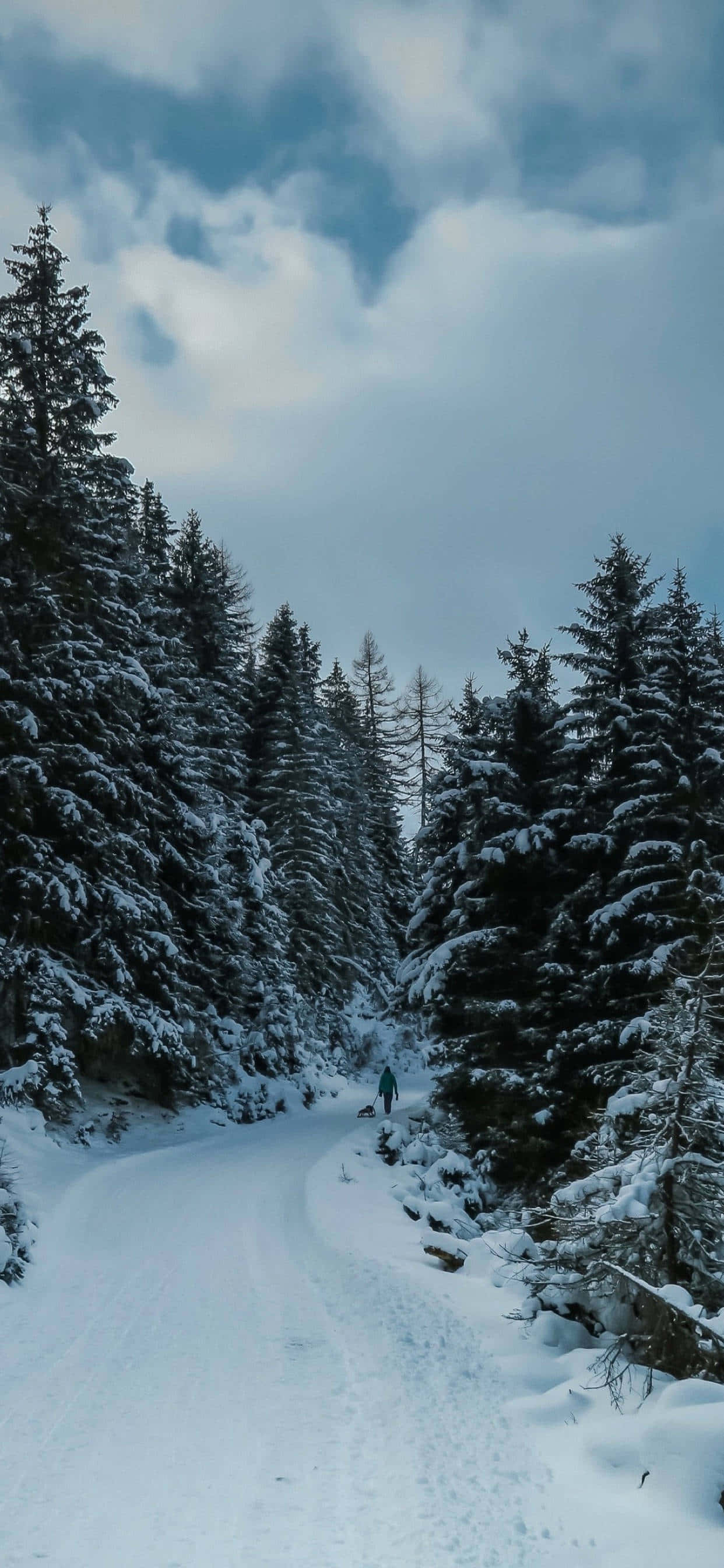 La belleza majestuosa de una vista de bosque. Fondos de pantalla