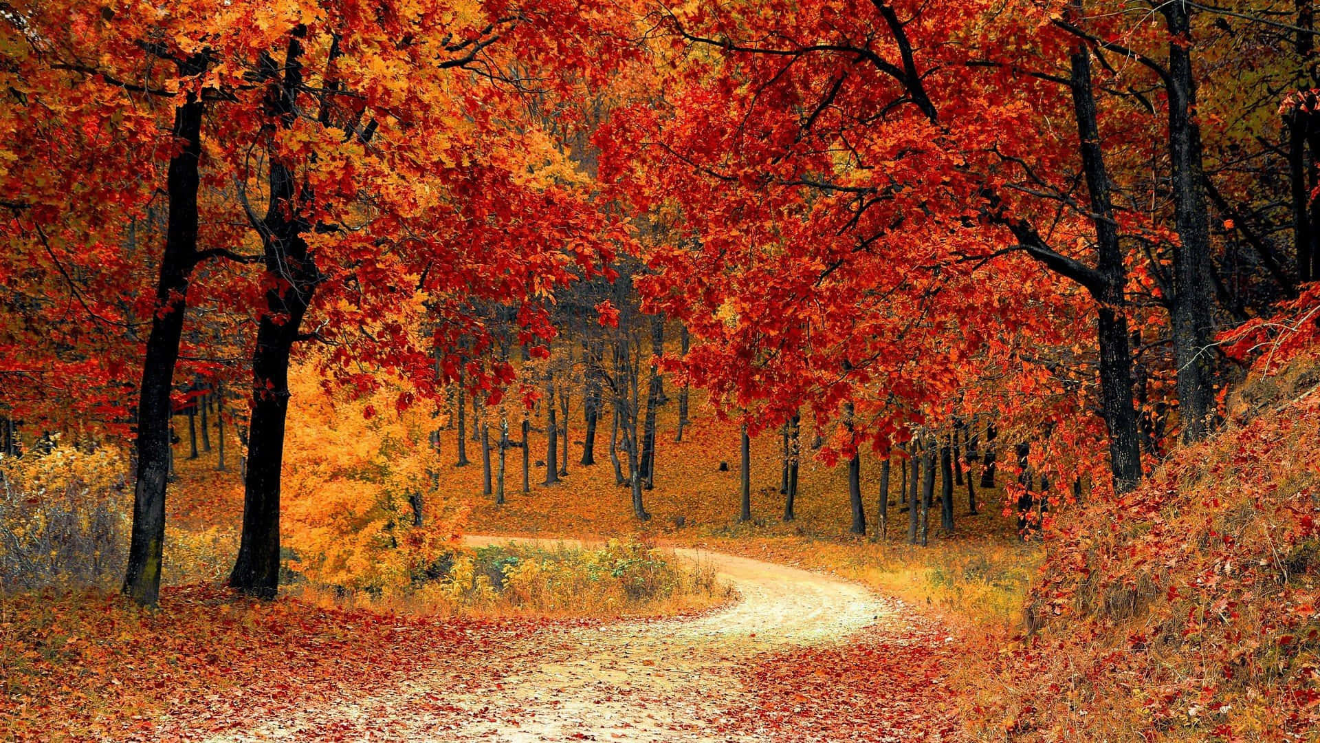 La belleza natural del otoño, con un toque de encanto estético. Fondos de pantalla
