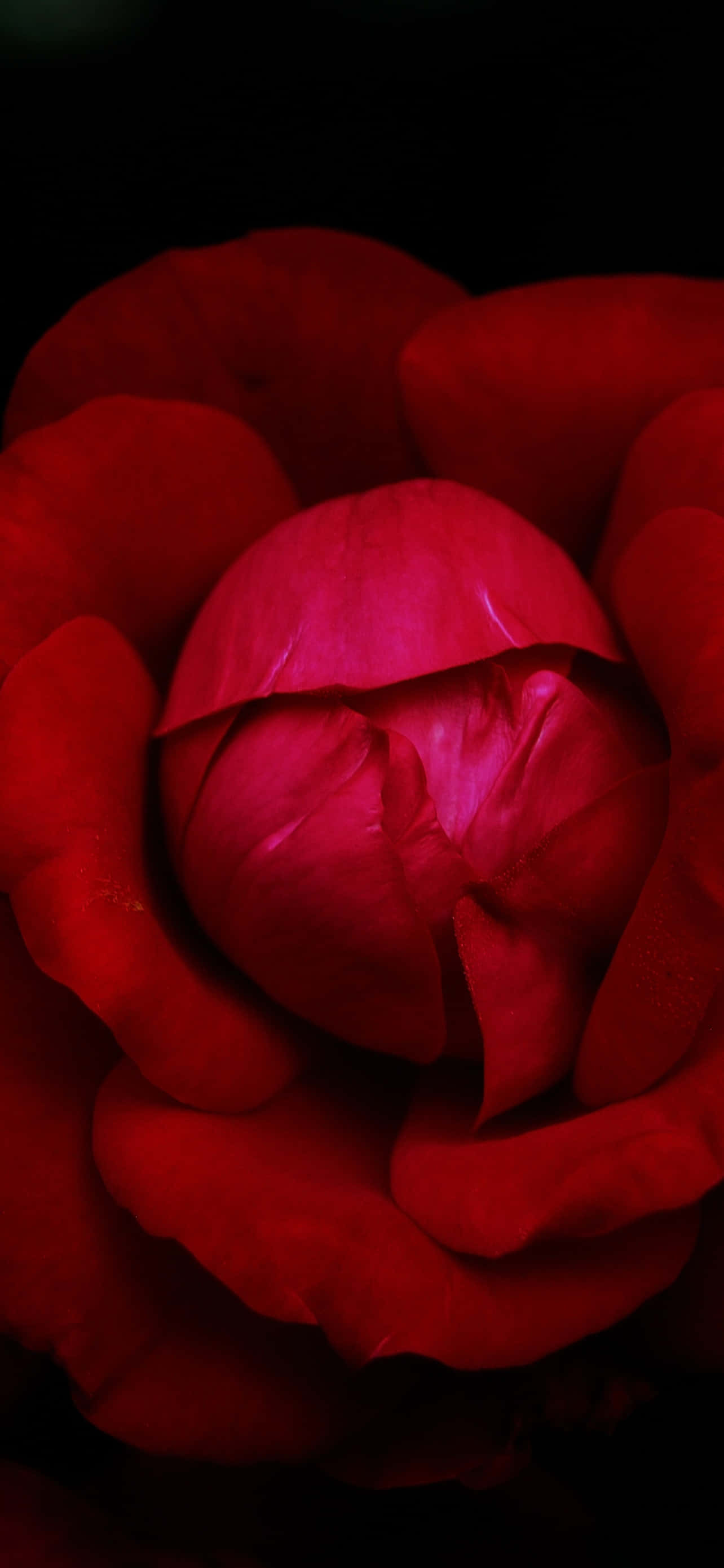 La belleza vibrante de una sola flor roja Fondos de pantalla