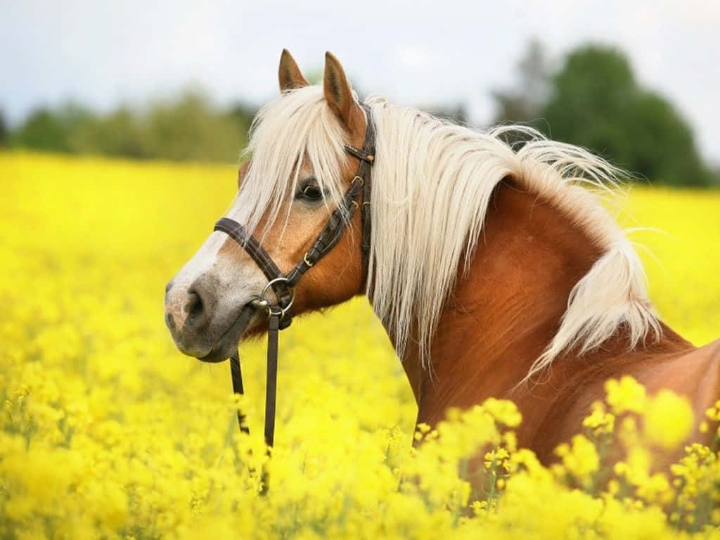 ¡La expresión amigable de un caballo lindo te robará el corazón! Fondos de pantalla
