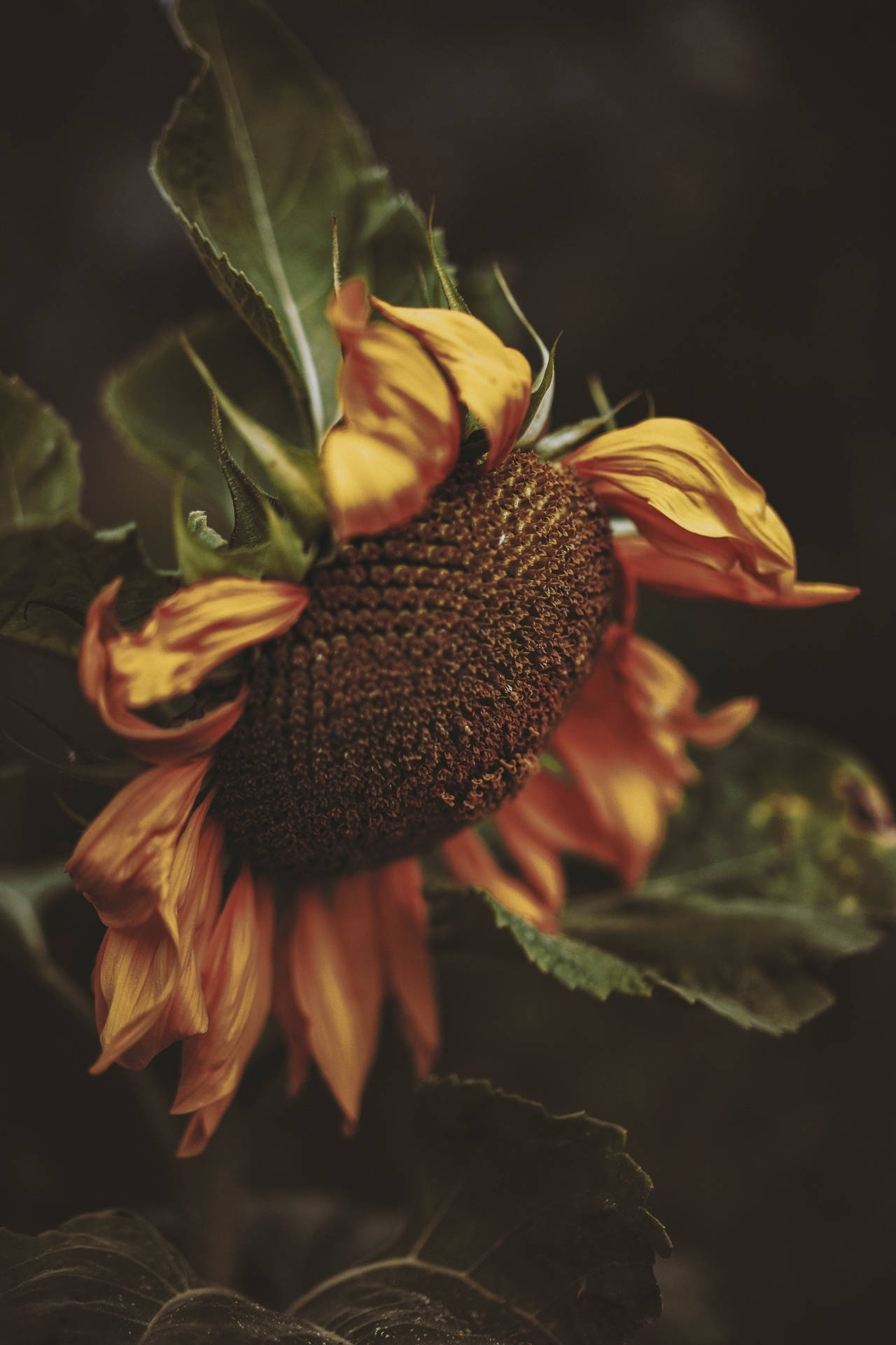 Toma en primer plano de los flósculos del disco y las semillas marrones de un girasol.