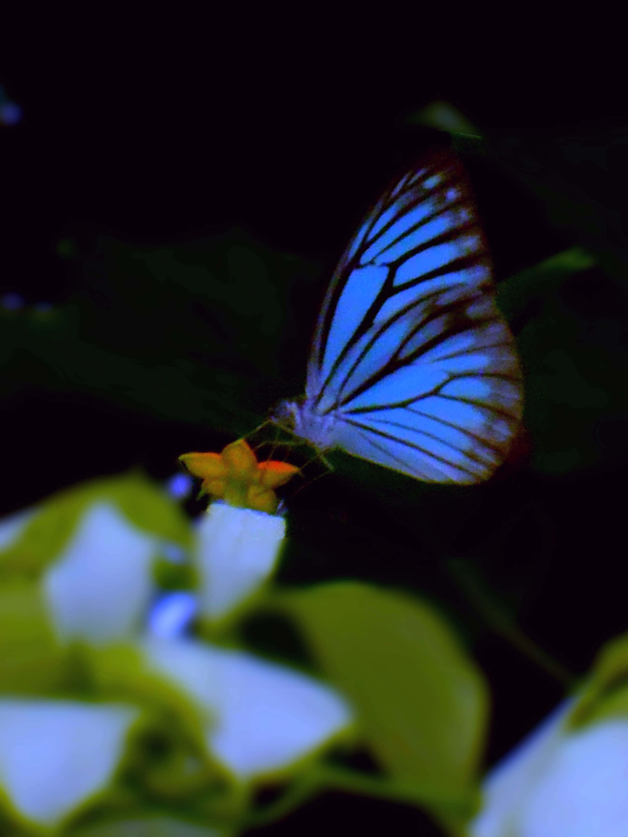 "La Magia de una Mariposa Real" Fondos de pantalla